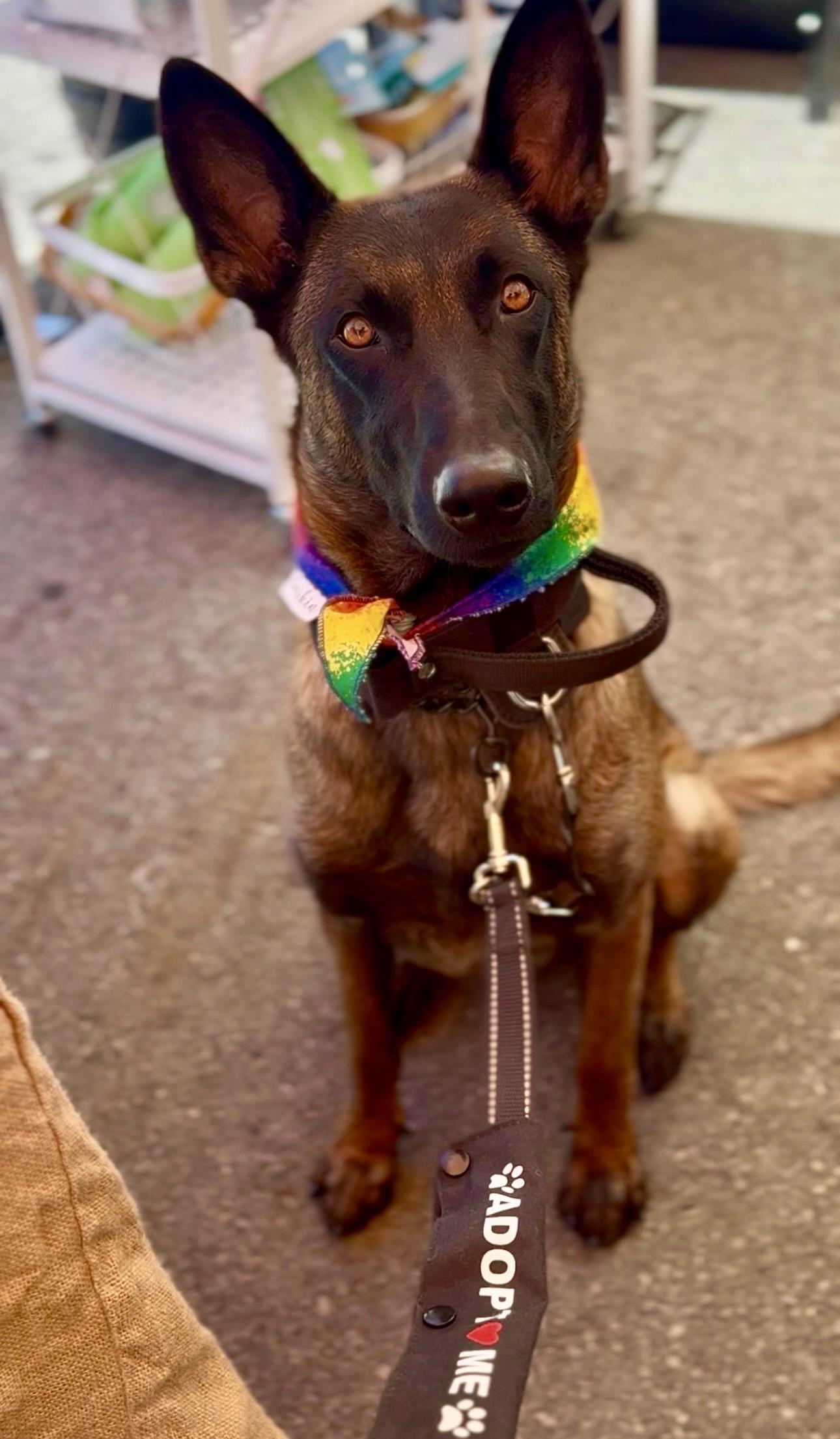 Enlarge Benelli, a Adoptable mixed breed in Torrance, CA image 3/3