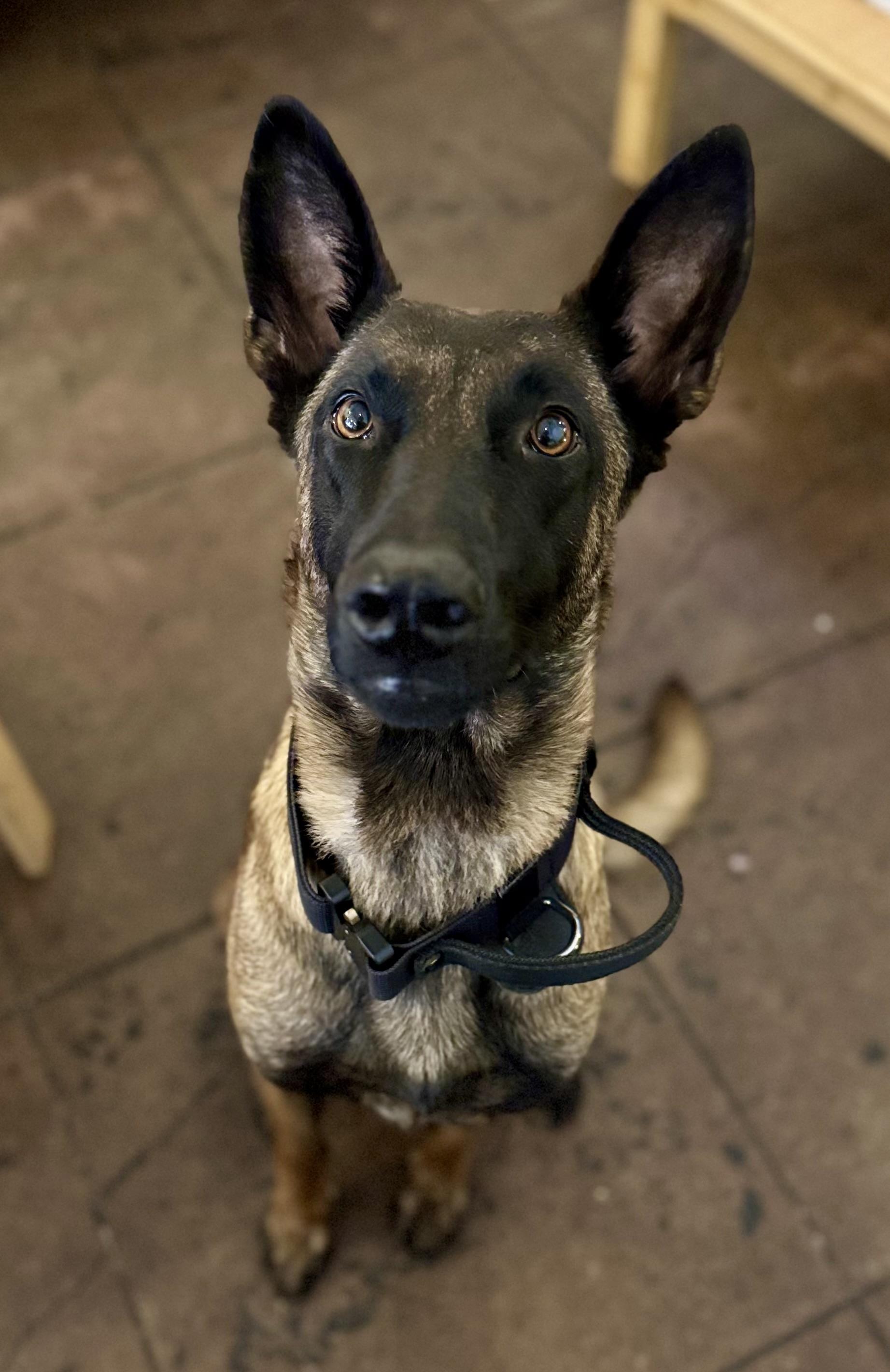 Enlarge Benelli, a Adoptable mixed breed in Torrance, CA image 1/3