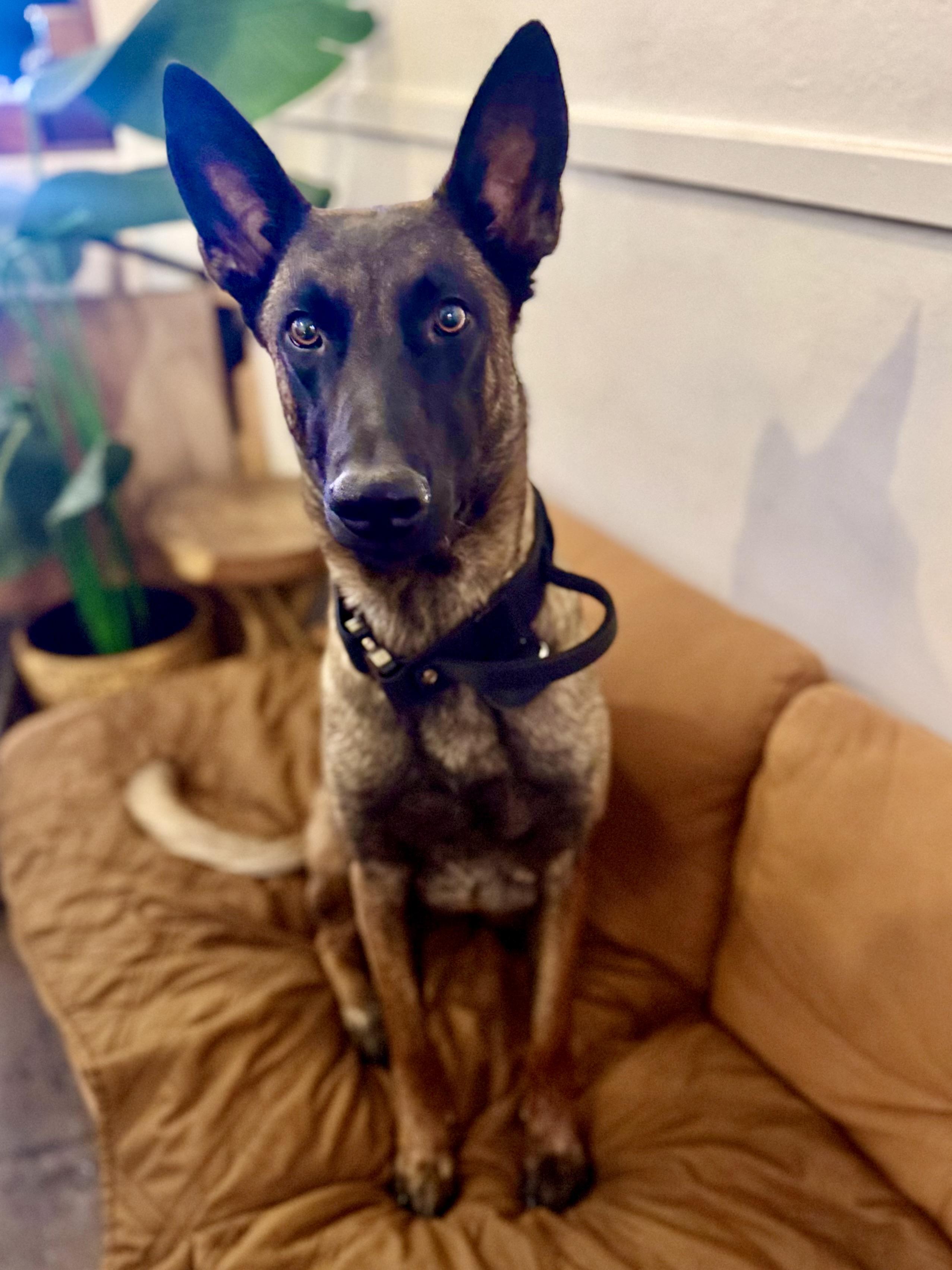Enlarge Benelli, a Adoptable mixed breed in Torrance, CA image 2/3