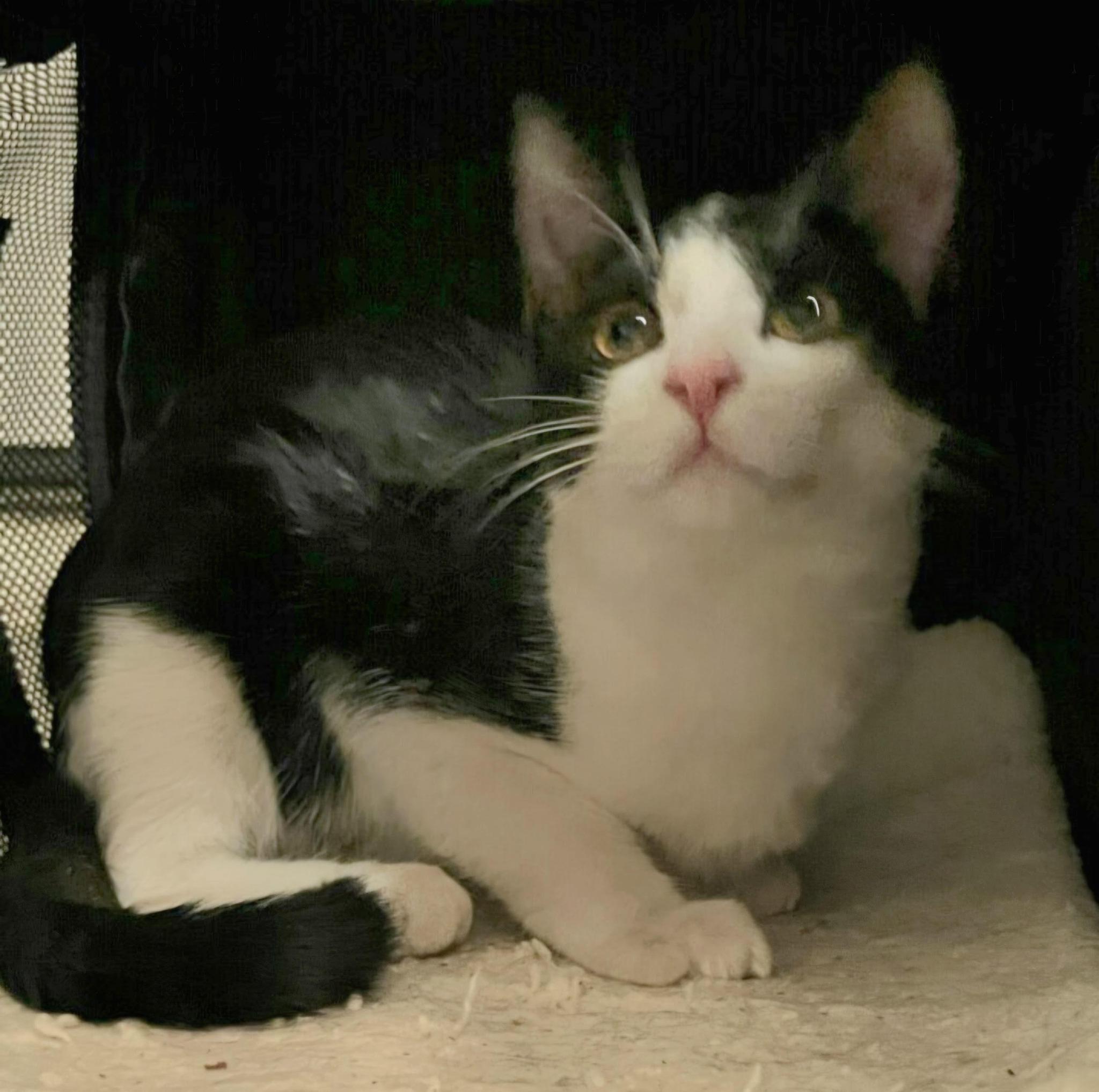 Enlarge Minnie, a ADOPTABLE Domestic Short Hair in Queen Creek, AZ image 1/1