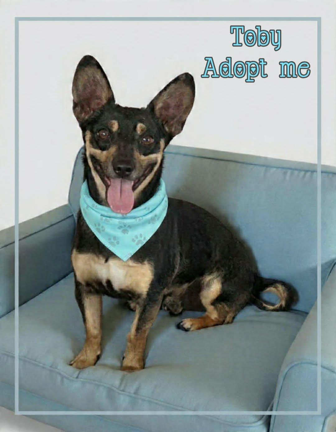 Enlarge Toby, a ADOPTABLE mixed breed in Grove, OK image 3/5