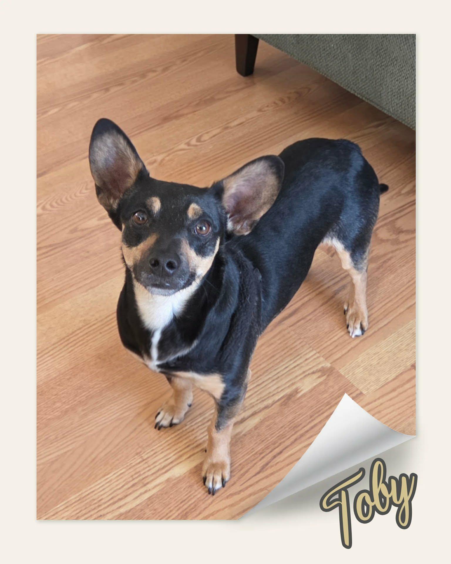 Enlarge Toby, a ADOPTABLE mixed breed in Grove, OK image 2/5