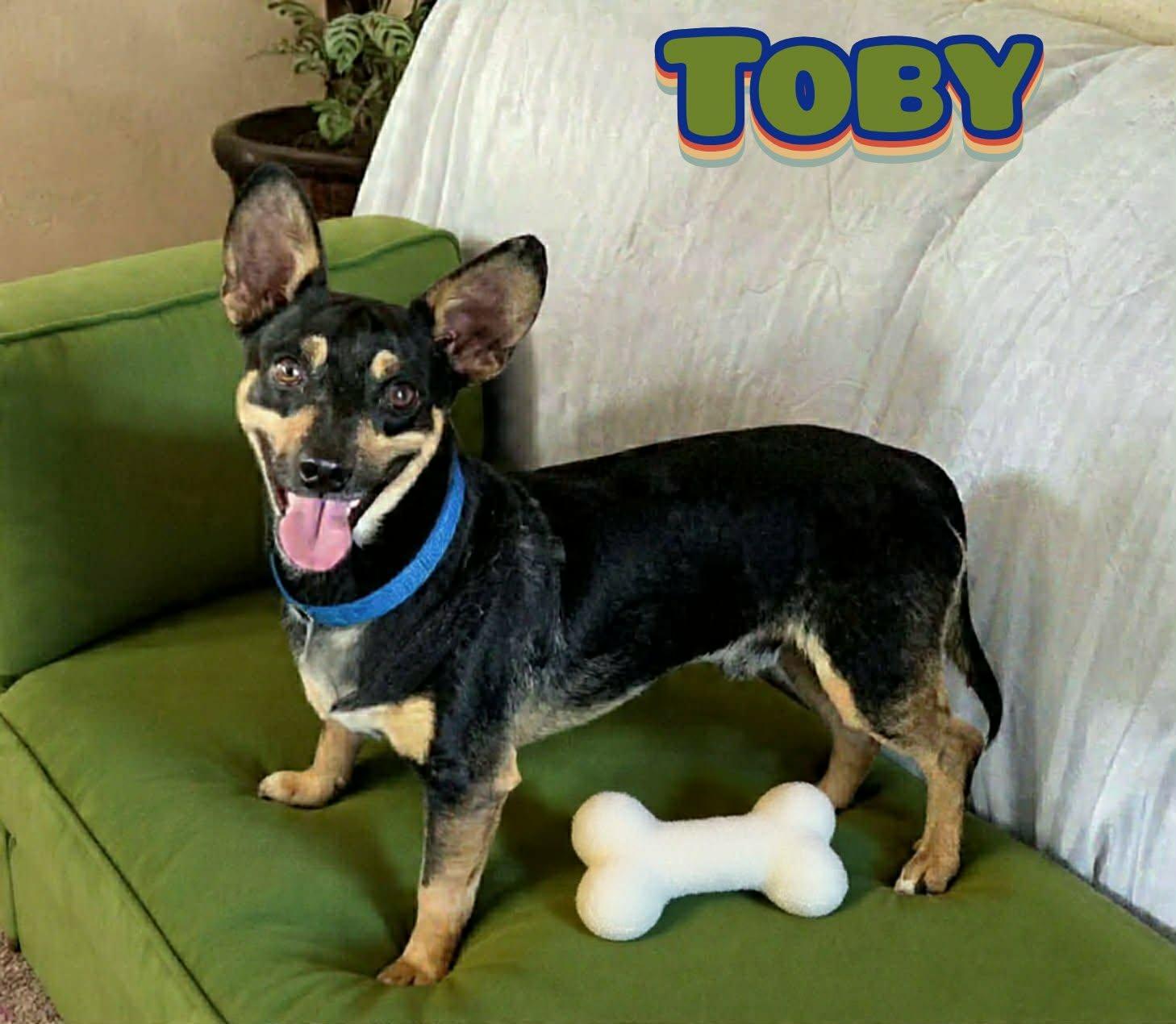 Toby, ADOPTABLE, Adult Male Lancashire Heeler & Chihuahua.