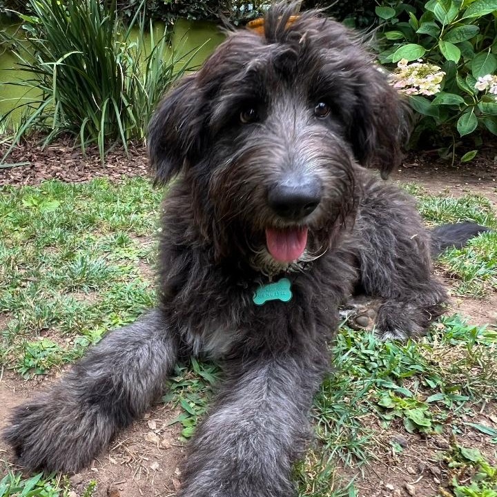 Mega Watts Labradoodle Dog