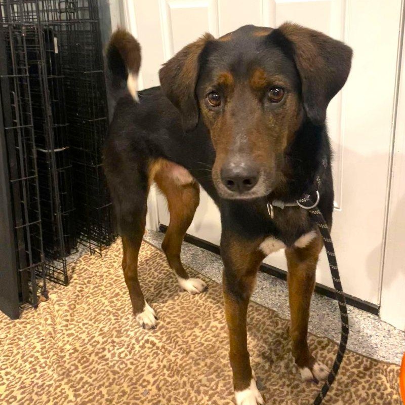 Enlarge M'baku, a ADOPTABLE mixed breed in New Bedford, MA image 1/4