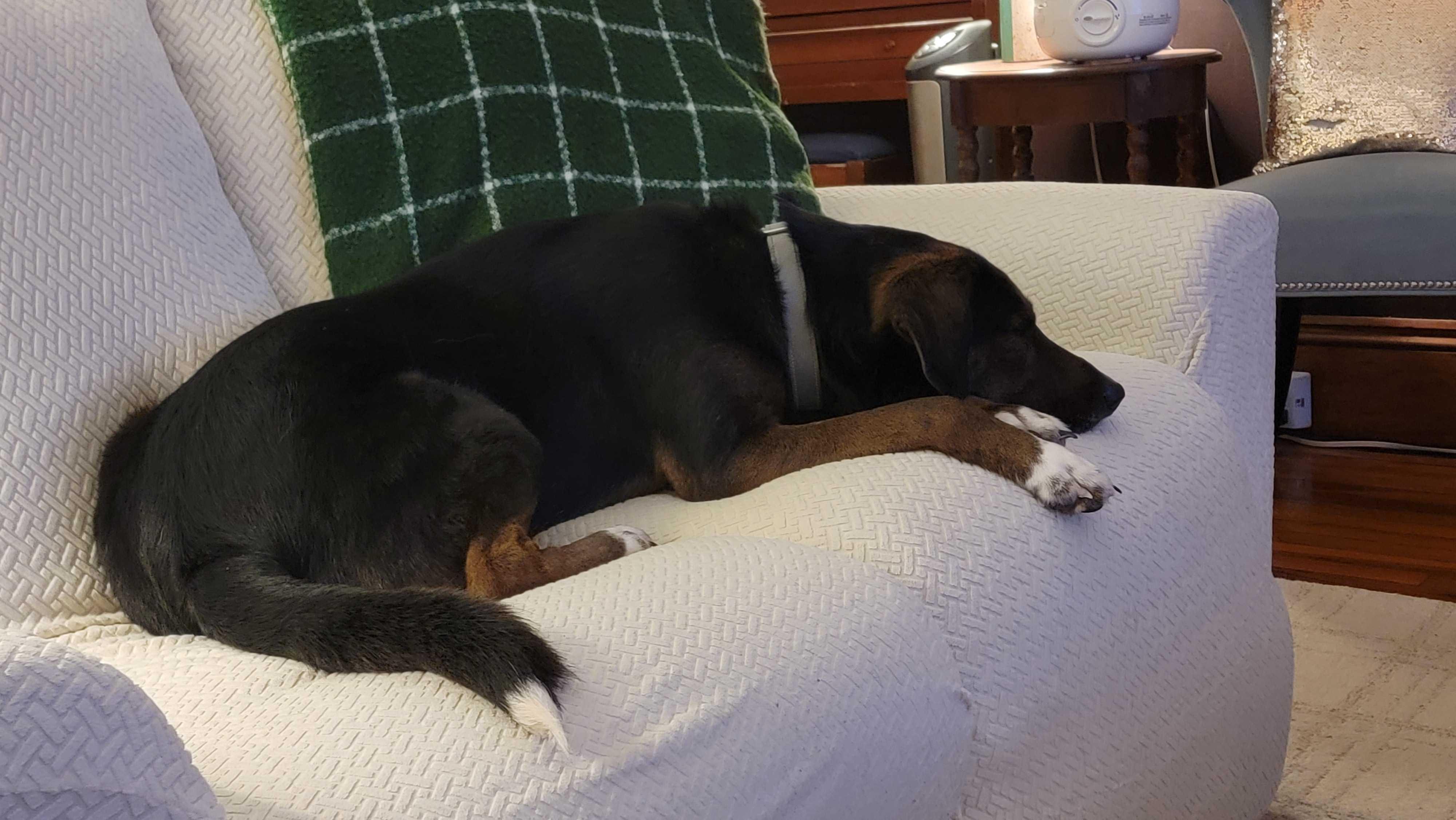 Enlarge M'baku, a ADOPTABLE mixed breed in New Bedford, MA image 4/5