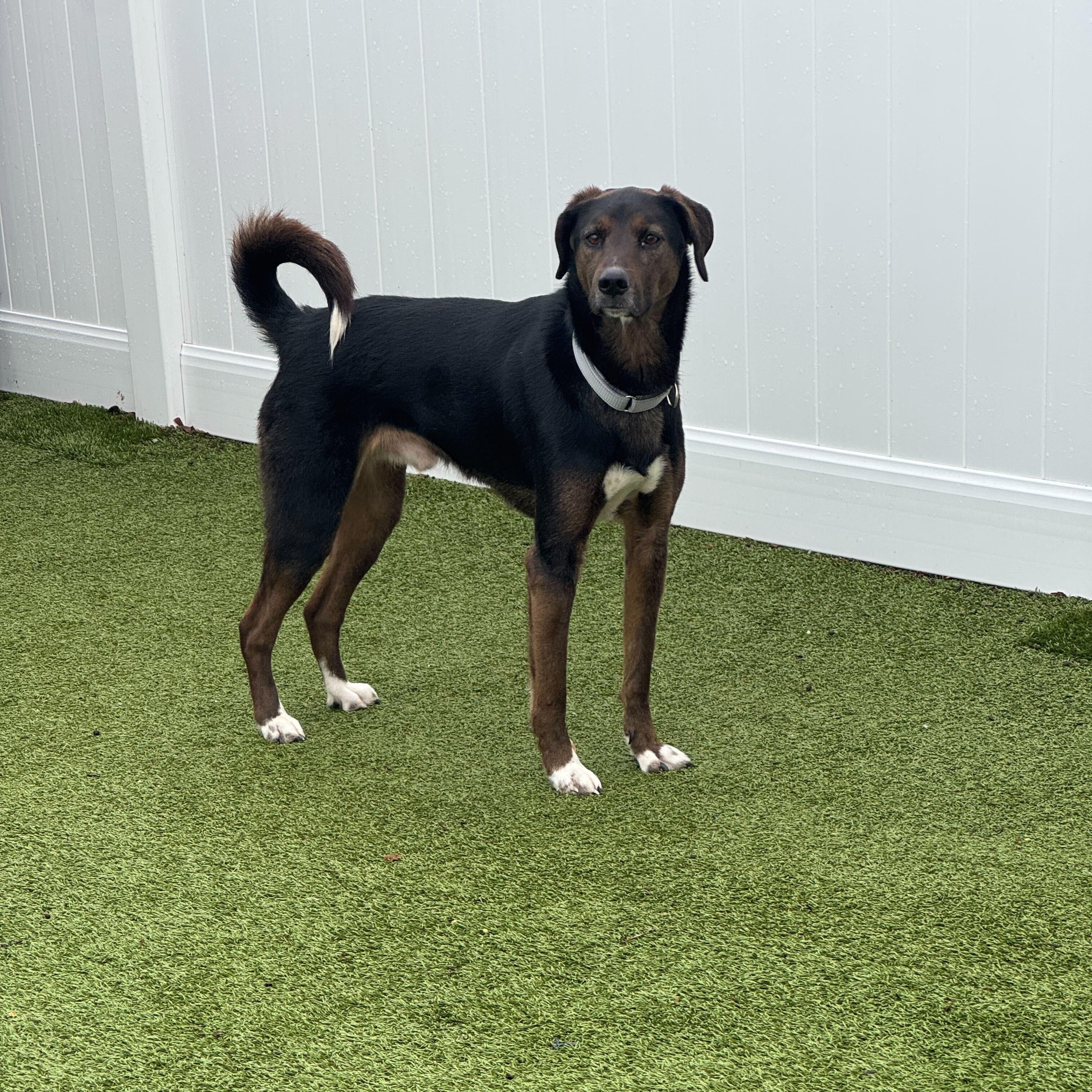 Enlarge M'baku, a ADOPTABLE mixed breed in New Bedford, MA image 3/4