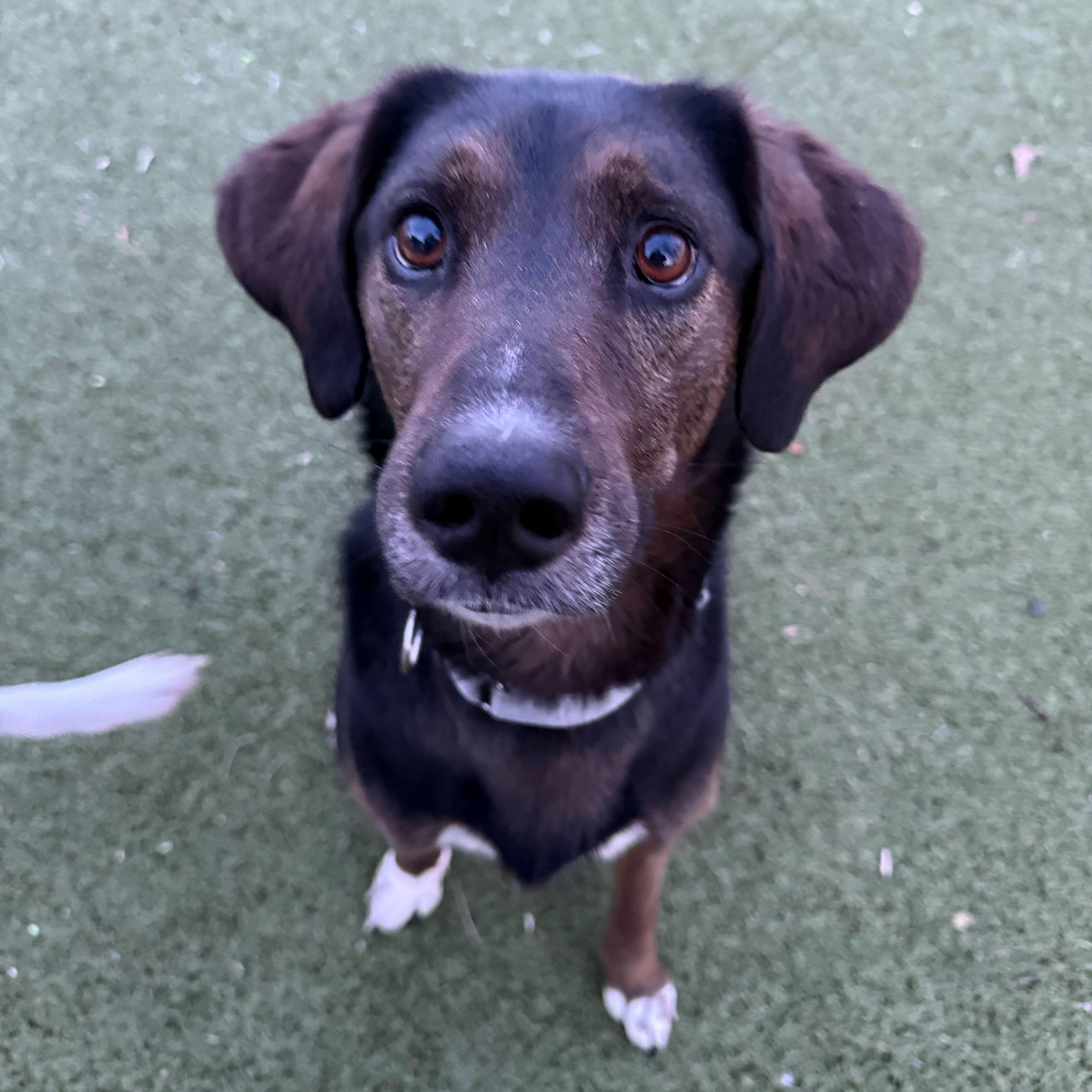 M'baku, ADOPTABLE, Adult Male Husky & Labrador Retriever.