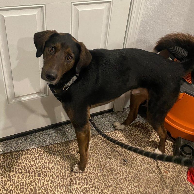 Enlarge M'baku, a ADOPTABLE mixed breed in New Bedford, MA image 2/4