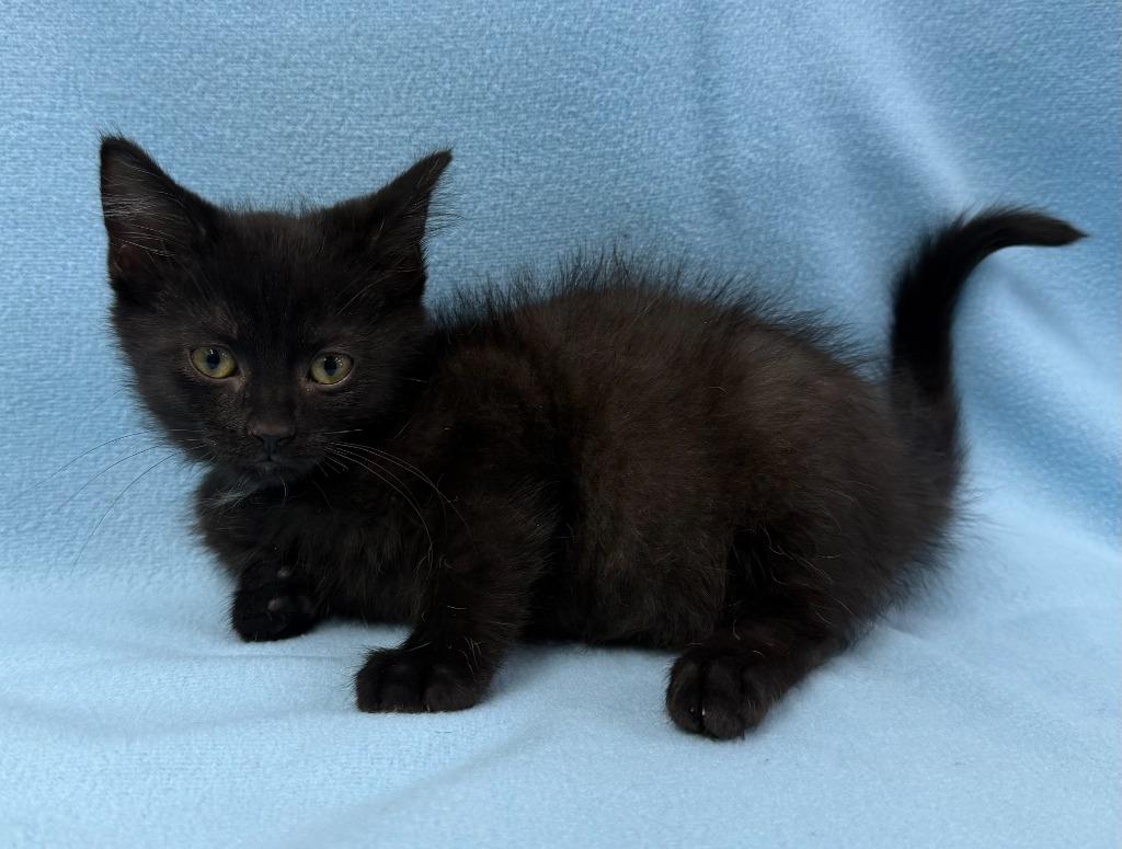 Enlarge Zorro, a Adoptable mixed breed in Lagrange, IN image 1/6