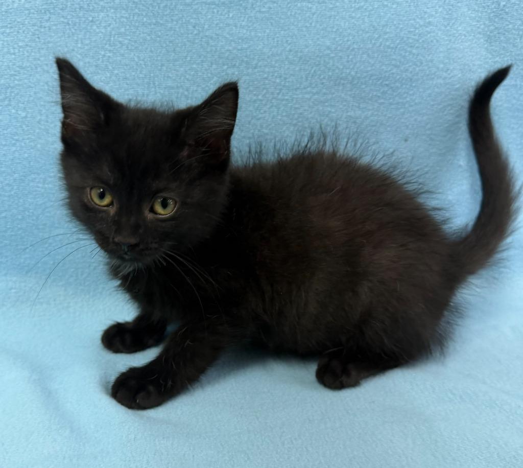 Enlarge Zorro, a Adoptable mixed breed in Lagrange, IN image 2/6