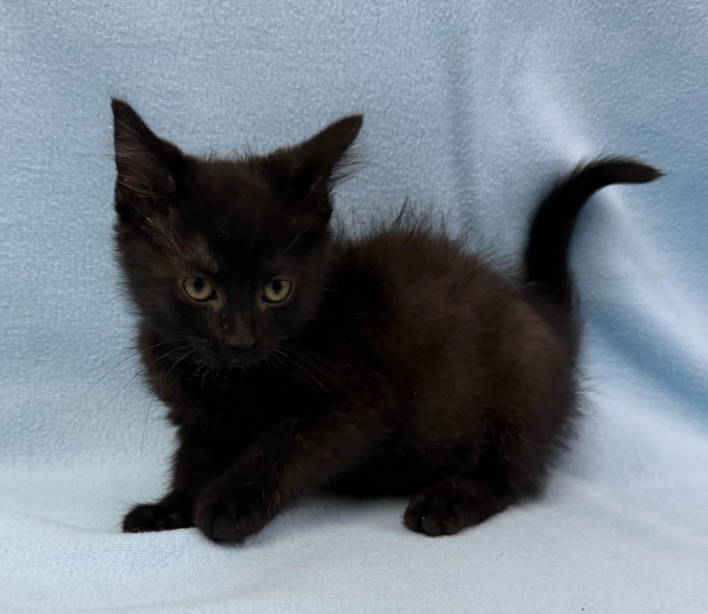 Enlarge Zorro, a Adoptable mixed breed in Lagrange, IN image 3/6
