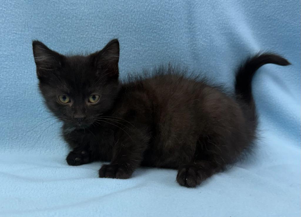 Enlarge Zorro, a Adoptable mixed breed in Lagrange, IN image 4/6