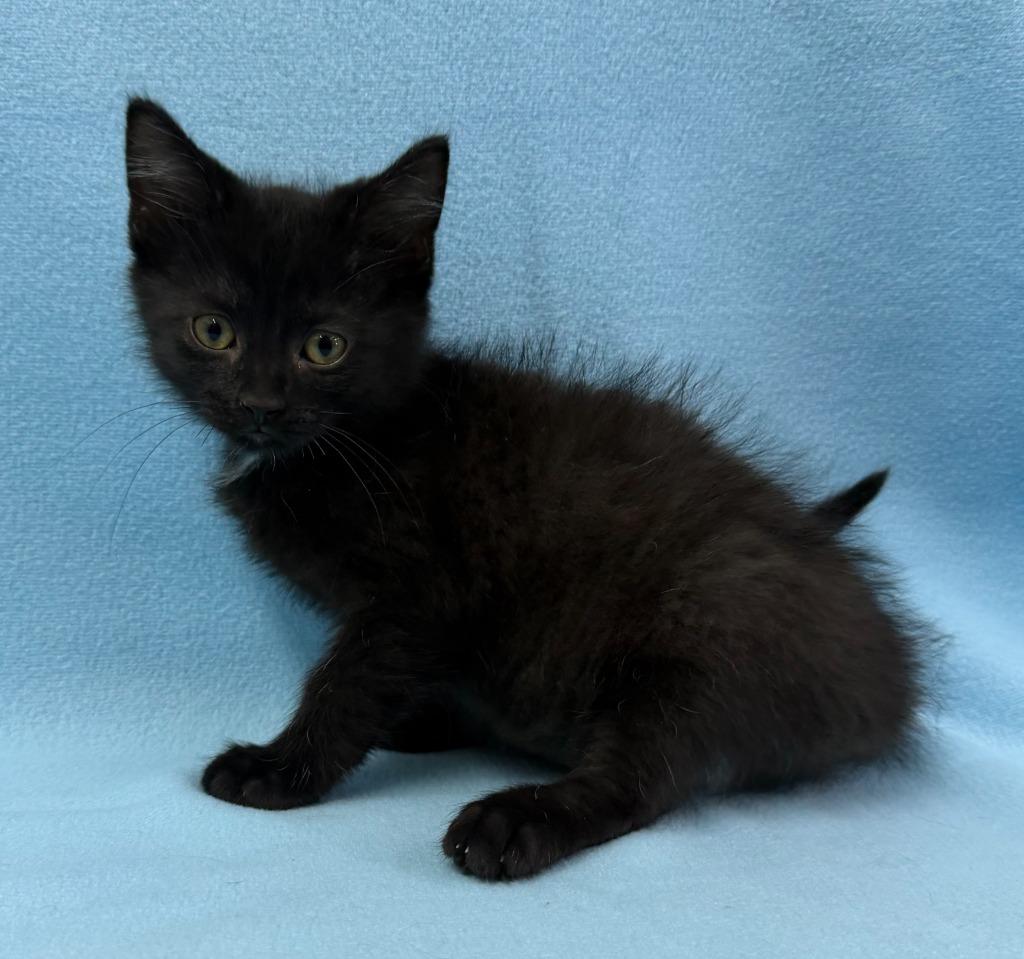 Enlarge Zorro, a Adoptable mixed breed in Lagrange, IN image 5/6