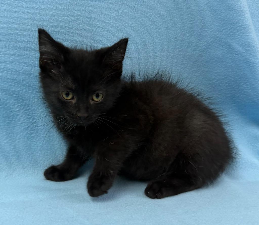 Enlarge Zorro, a Adoptable mixed breed in Lagrange, IN image 6/6