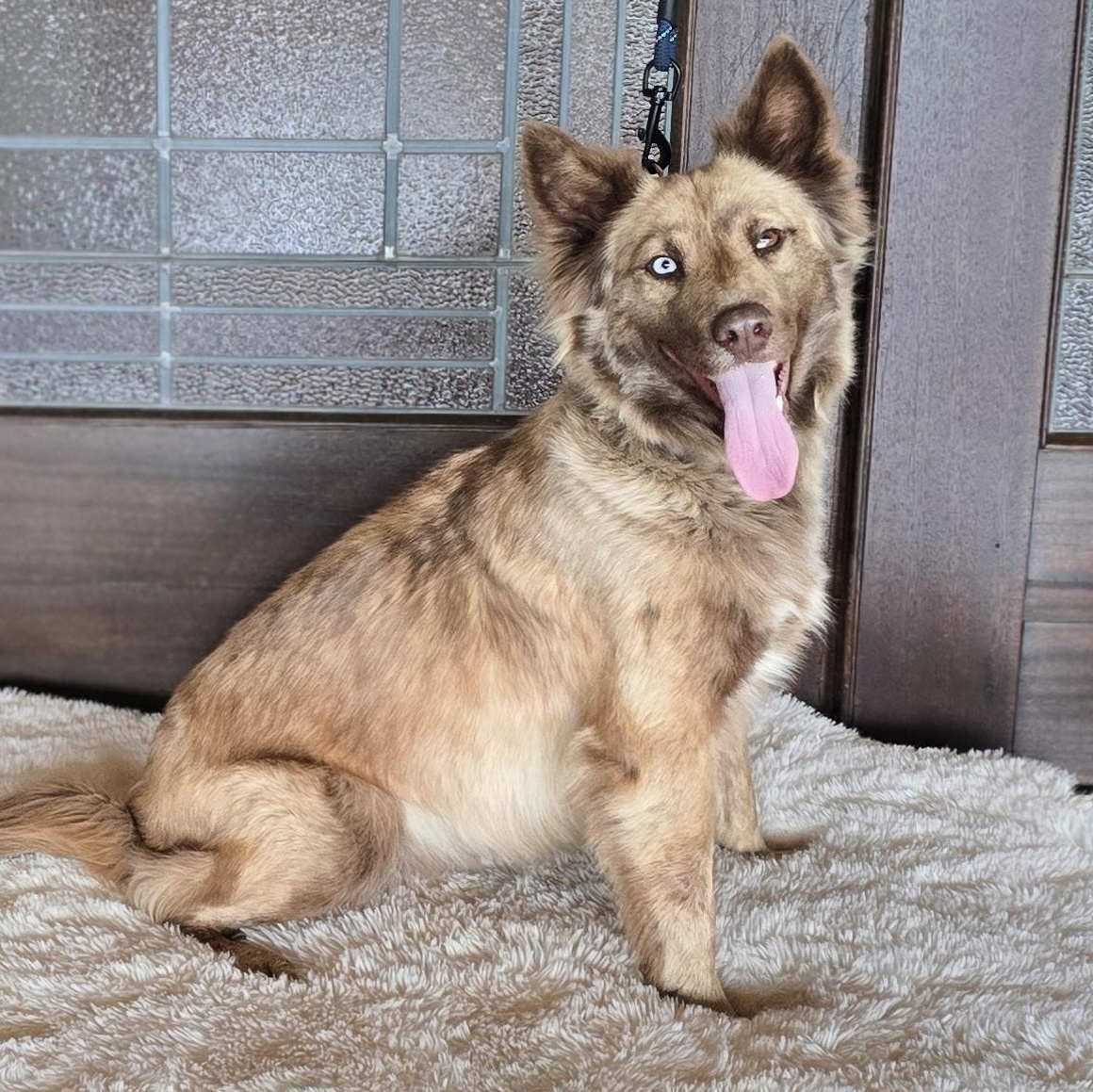 Enlarge Pixel, an adopted mixed breed in Albany, NY image 1/6