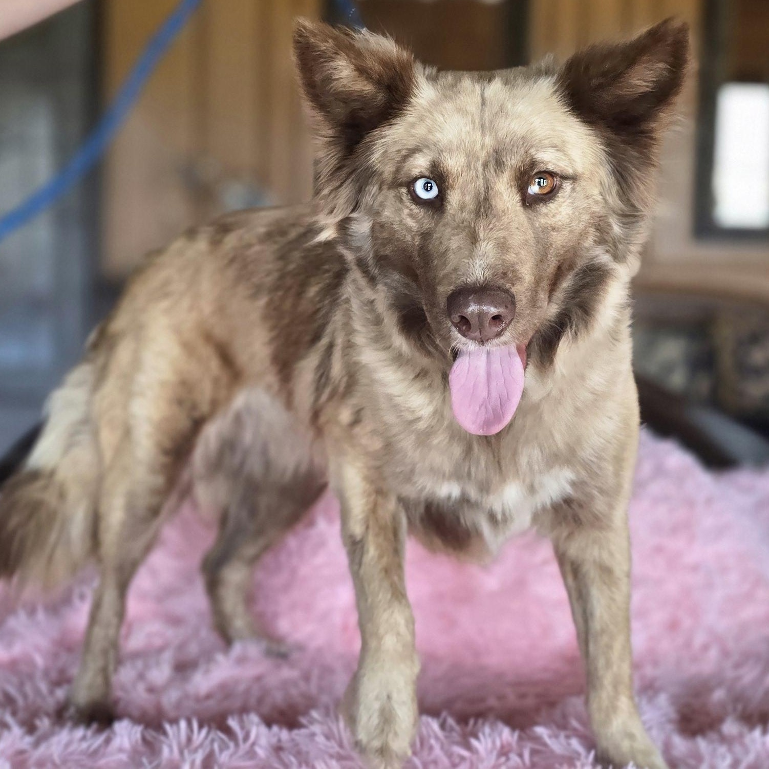 Enlarge Pixel, an adopted mixed breed in Albany, NY image 2/6
