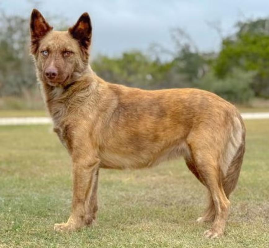Enlarge Pixel, an adopted mixed breed in Albany, NY image 5/6