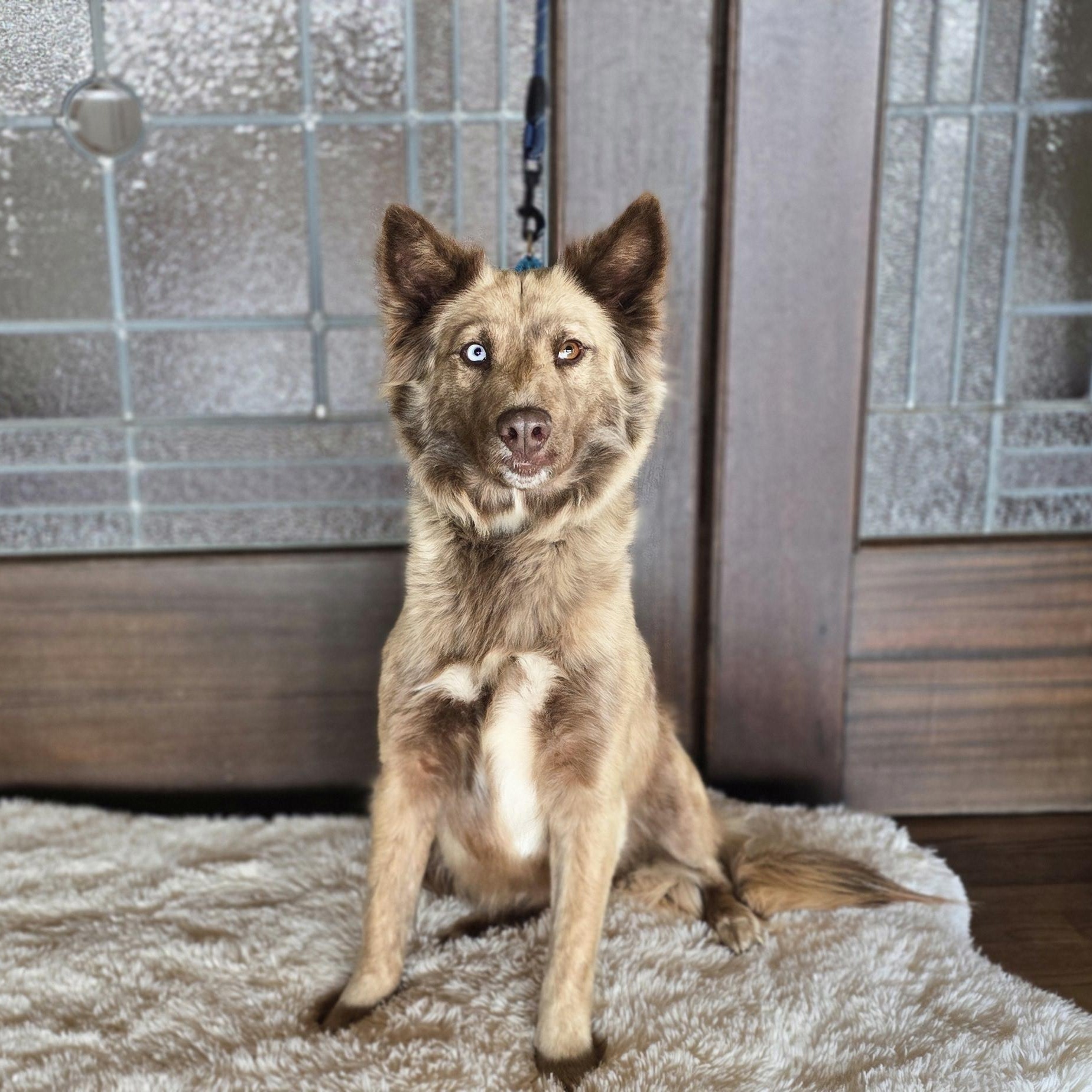 Enlarge Pixel, an adopted mixed breed in Albany, NY image 3/6