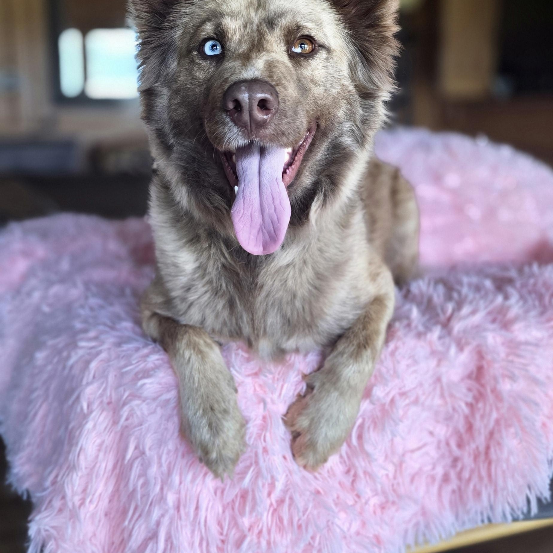 Enlarge Pixel, an adopted mixed breed in Albany, NY image 4/6