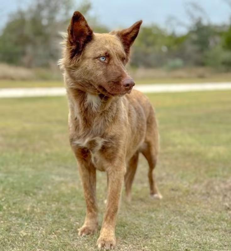 Enlarge Pixel, an adopted mixed breed in Albany, NY image 6/6