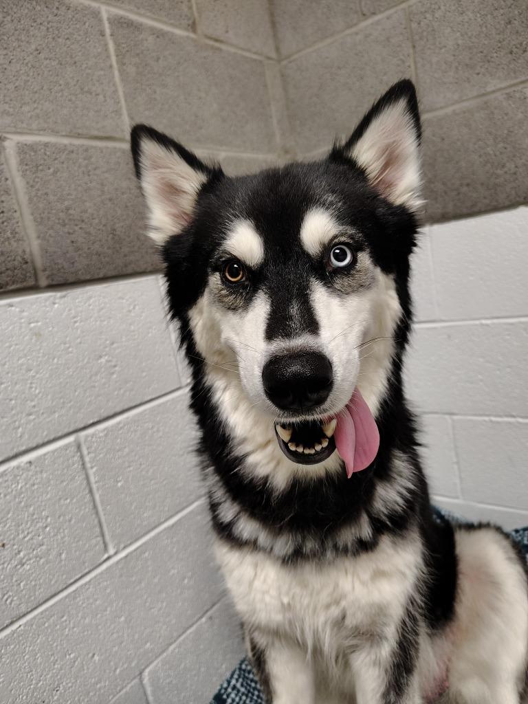Enlarge Raven, a Adoptable mixed breed in Phoenix, AZ image 2/6