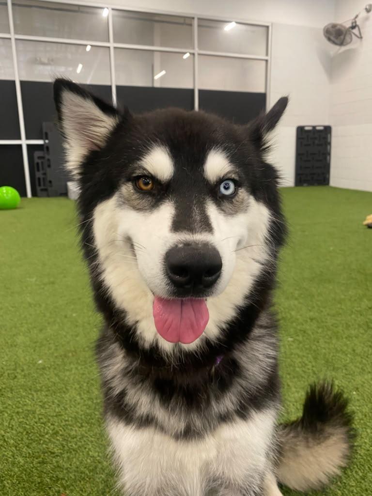 Raven, Adoptable, Young Female Husky & Alaskan Malamute.