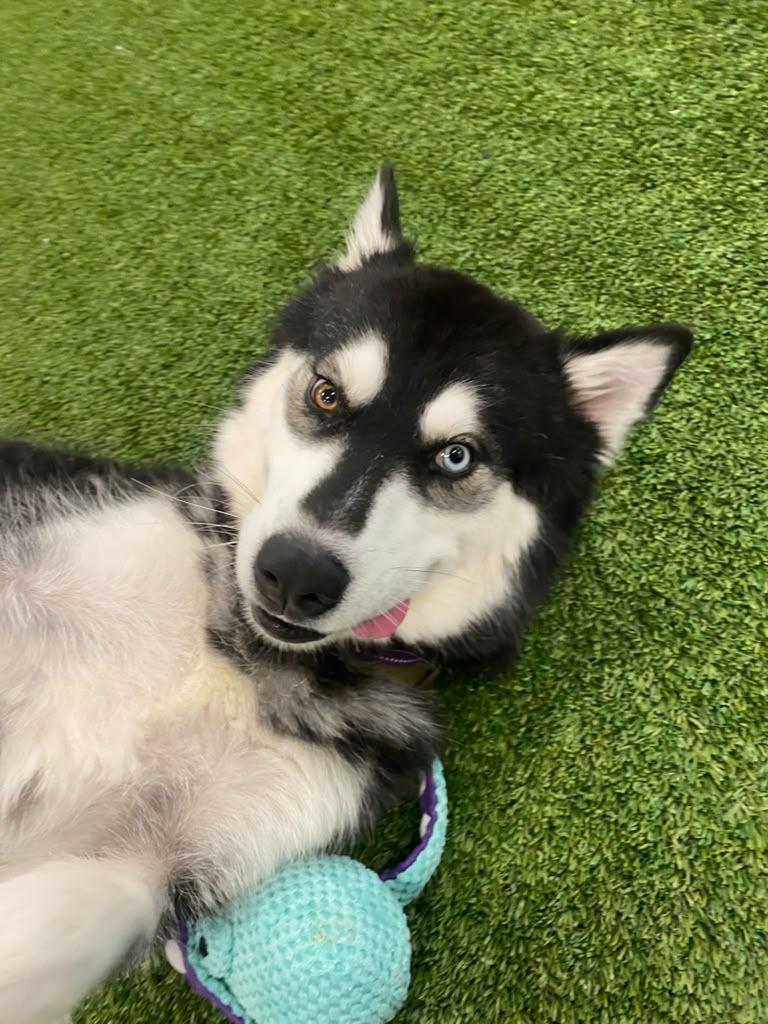 Enlarge Raven, a Adoptable mixed breed in Phoenix, AZ image 3/6
