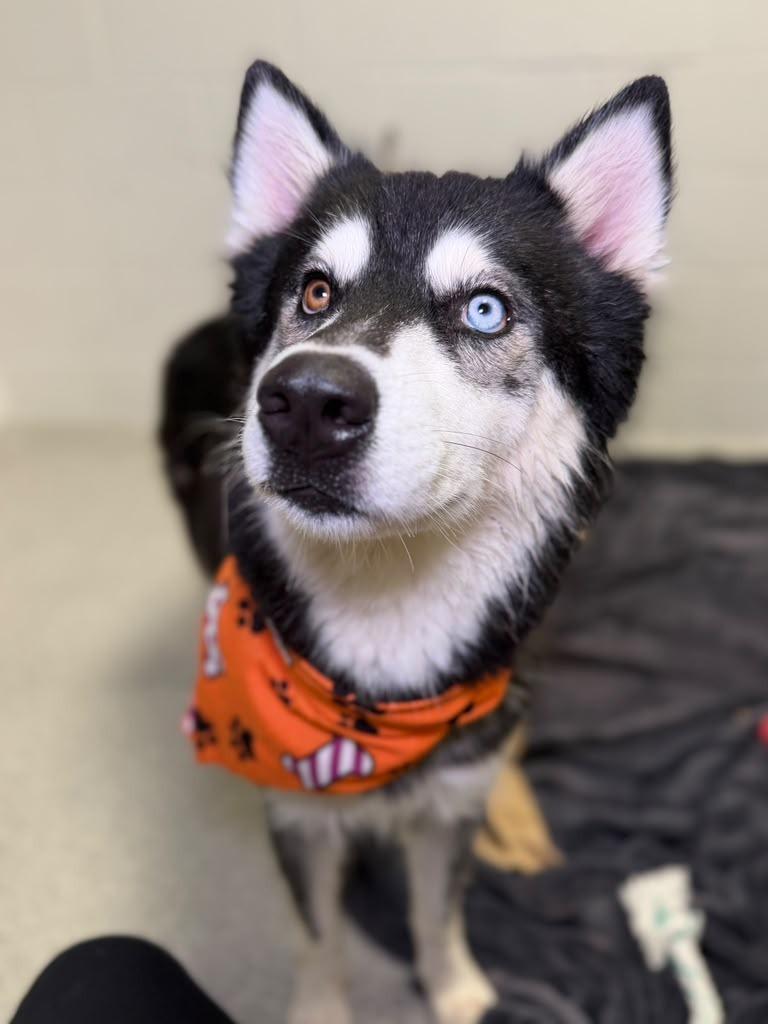 Enlarge Raven, a Adoptable mixed breed in Phoenix, AZ image 4/6