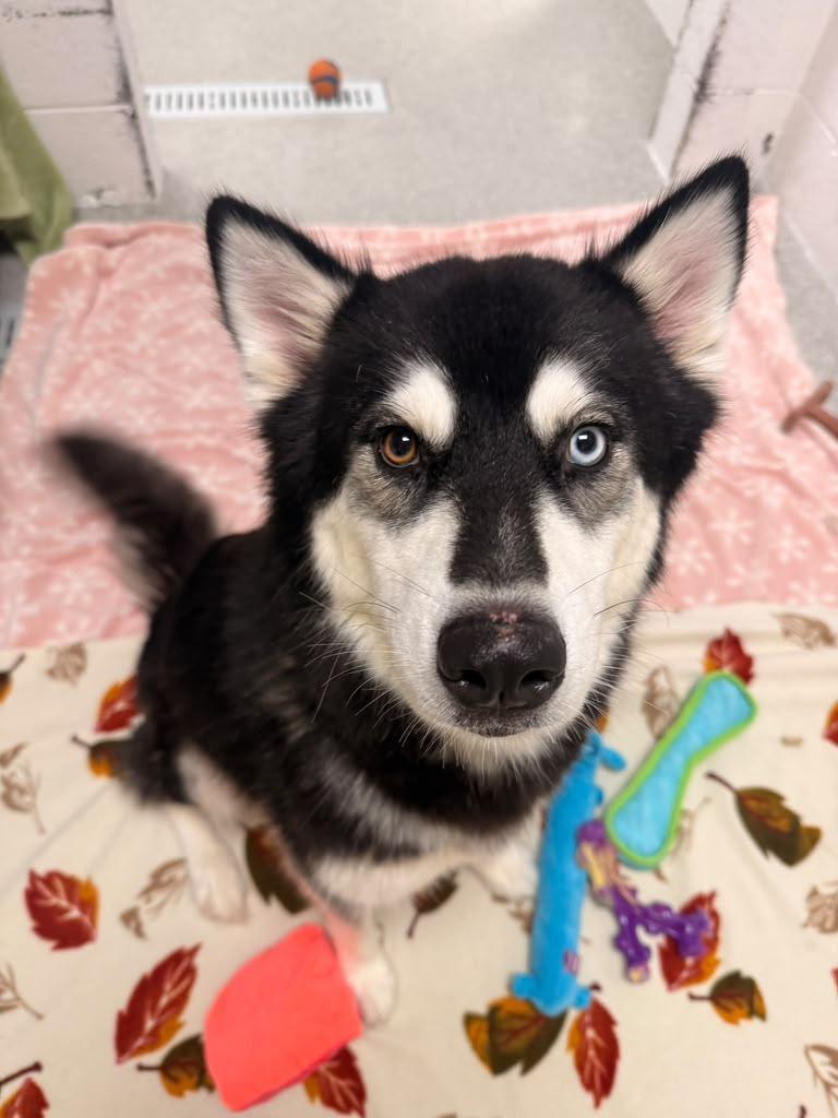 Enlarge Raven, a Adoptable mixed breed in Phoenix, AZ image 5/6