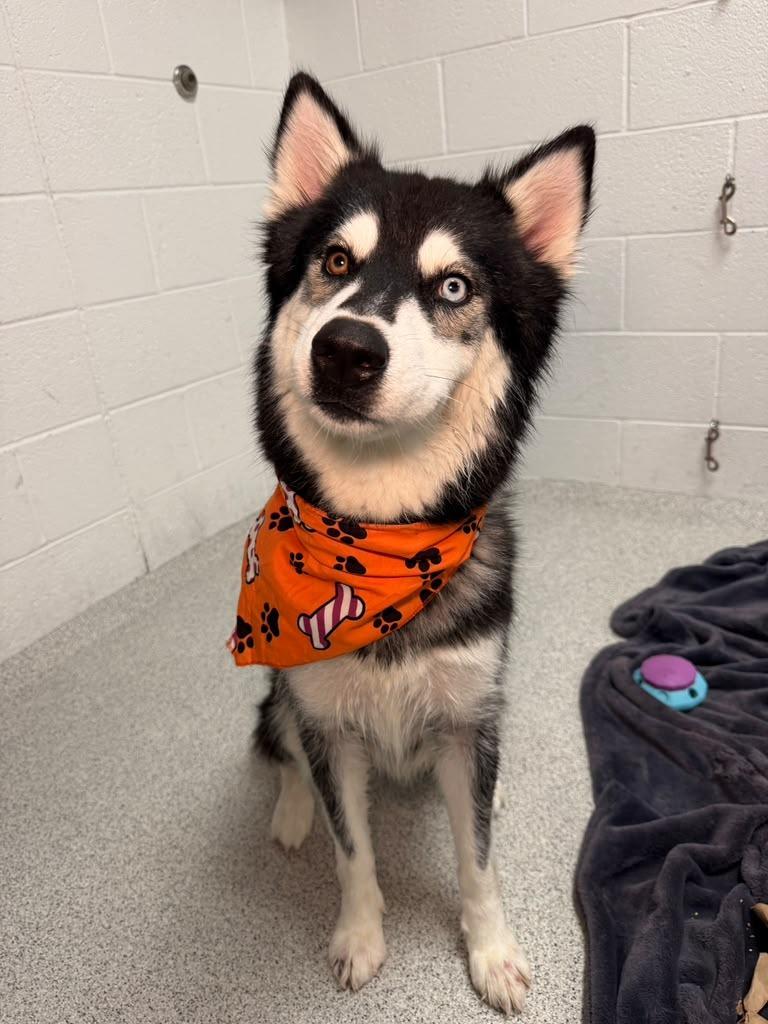 Enlarge Raven, a Adoptable mixed breed in Phoenix, AZ image 6/6