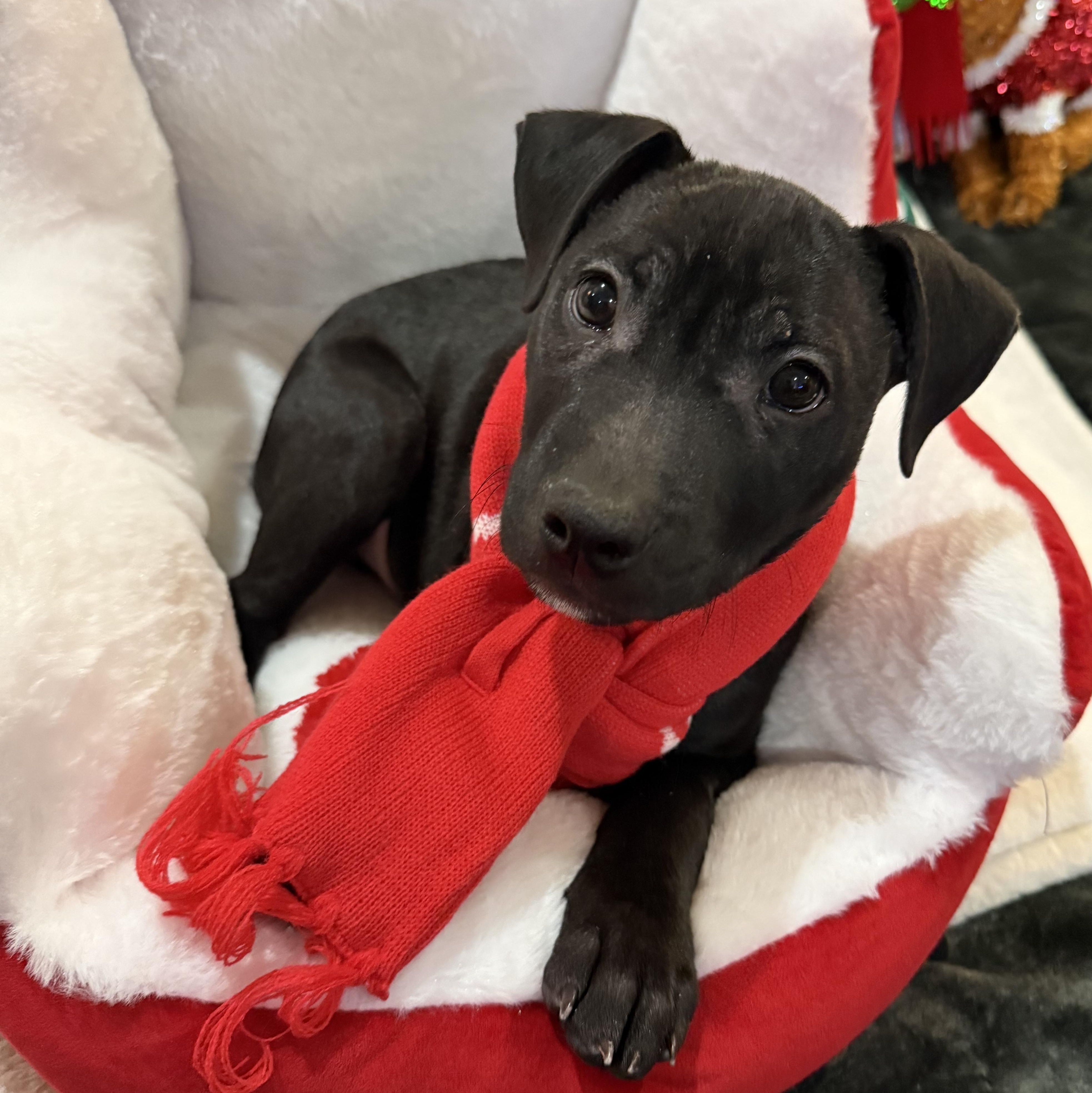 Apollo, ADOPTABLE, Puppy Male Pit Bull Terrier.
