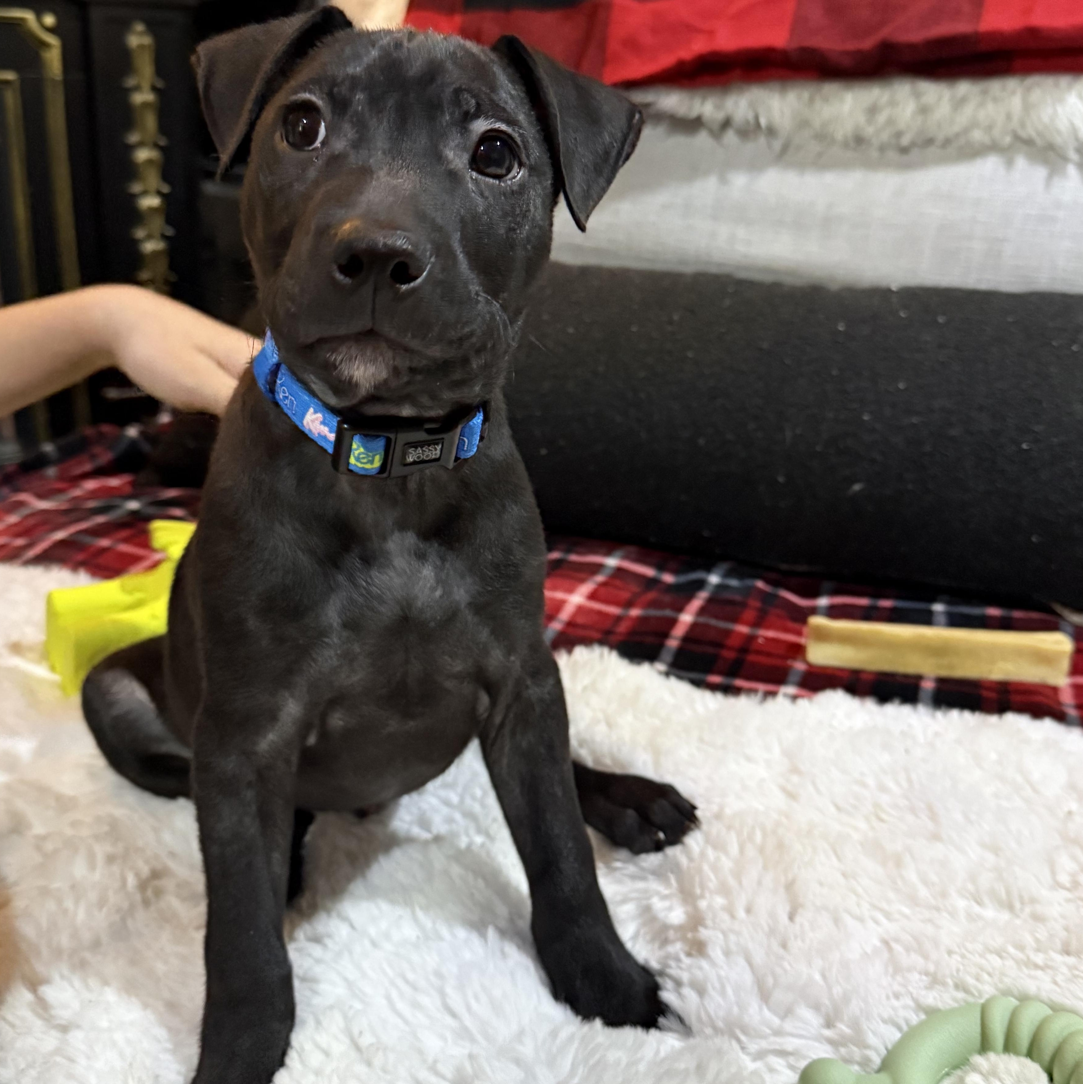 Apollo, a ADOPTABLE mixed breed in Park Forest, IL image 2/6