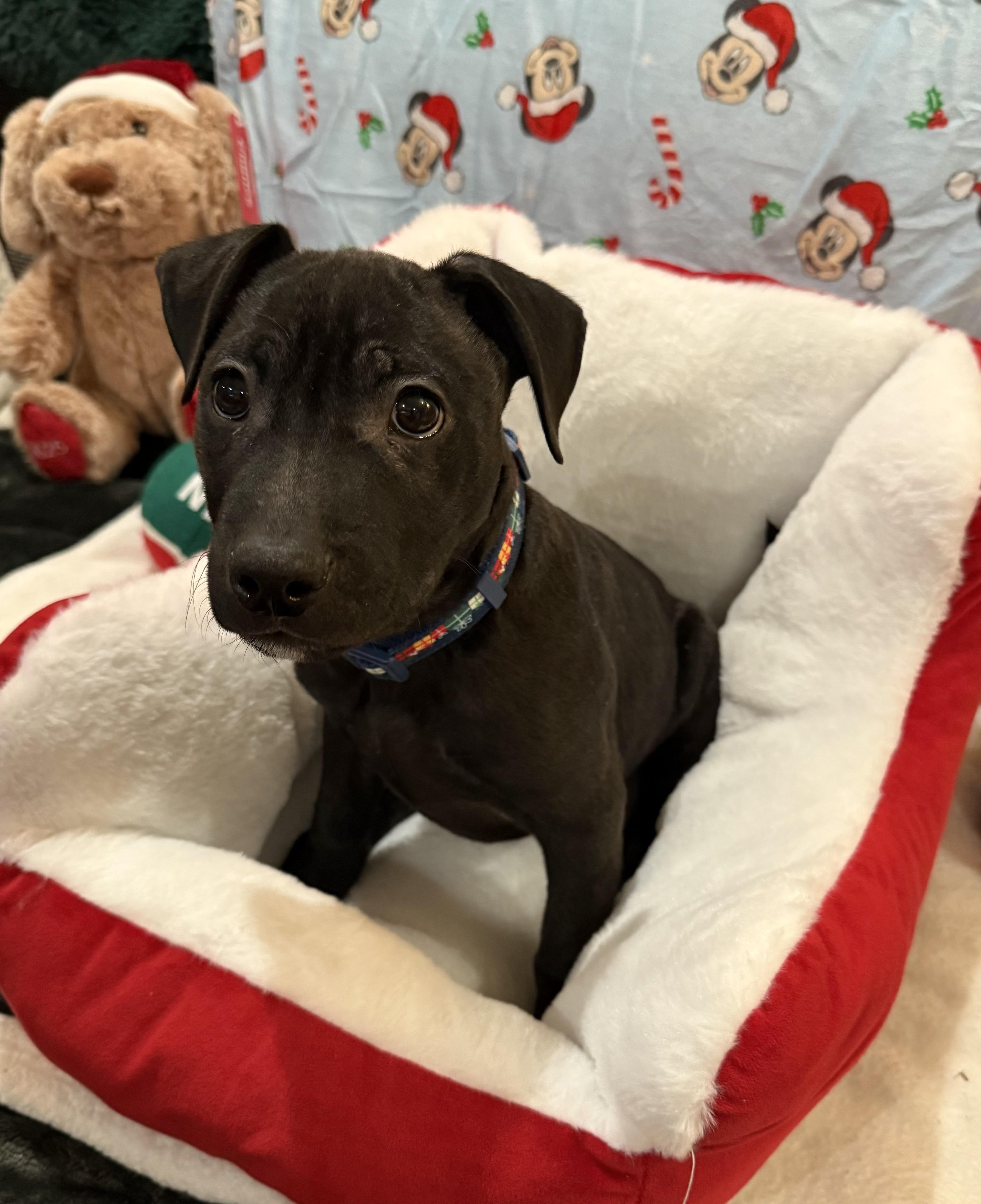 Apollo, a ADOPTABLE mixed breed in Park Forest, IL image 3/6