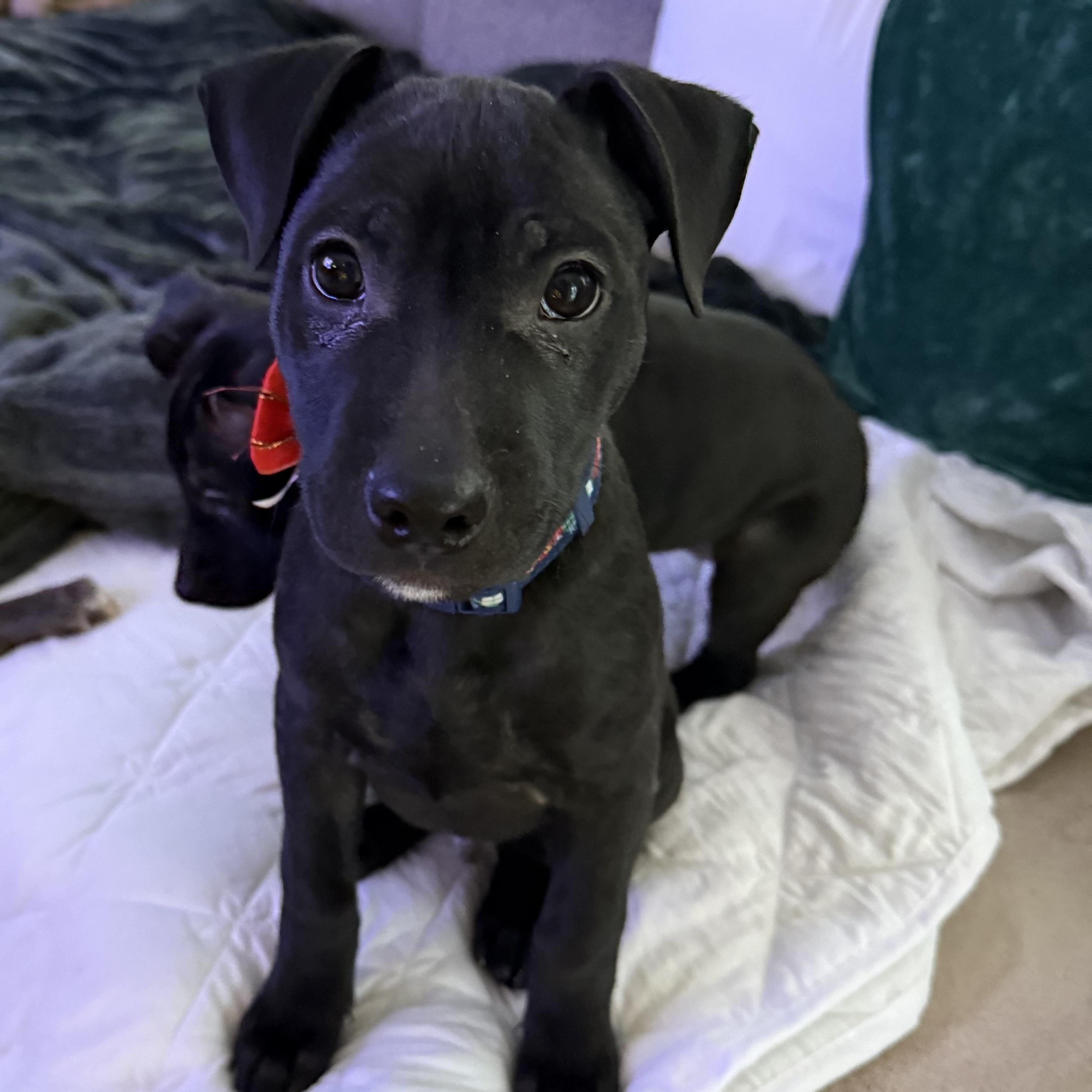 Apollo, a ADOPTABLE mixed breed in Park Forest, IL image 4/6