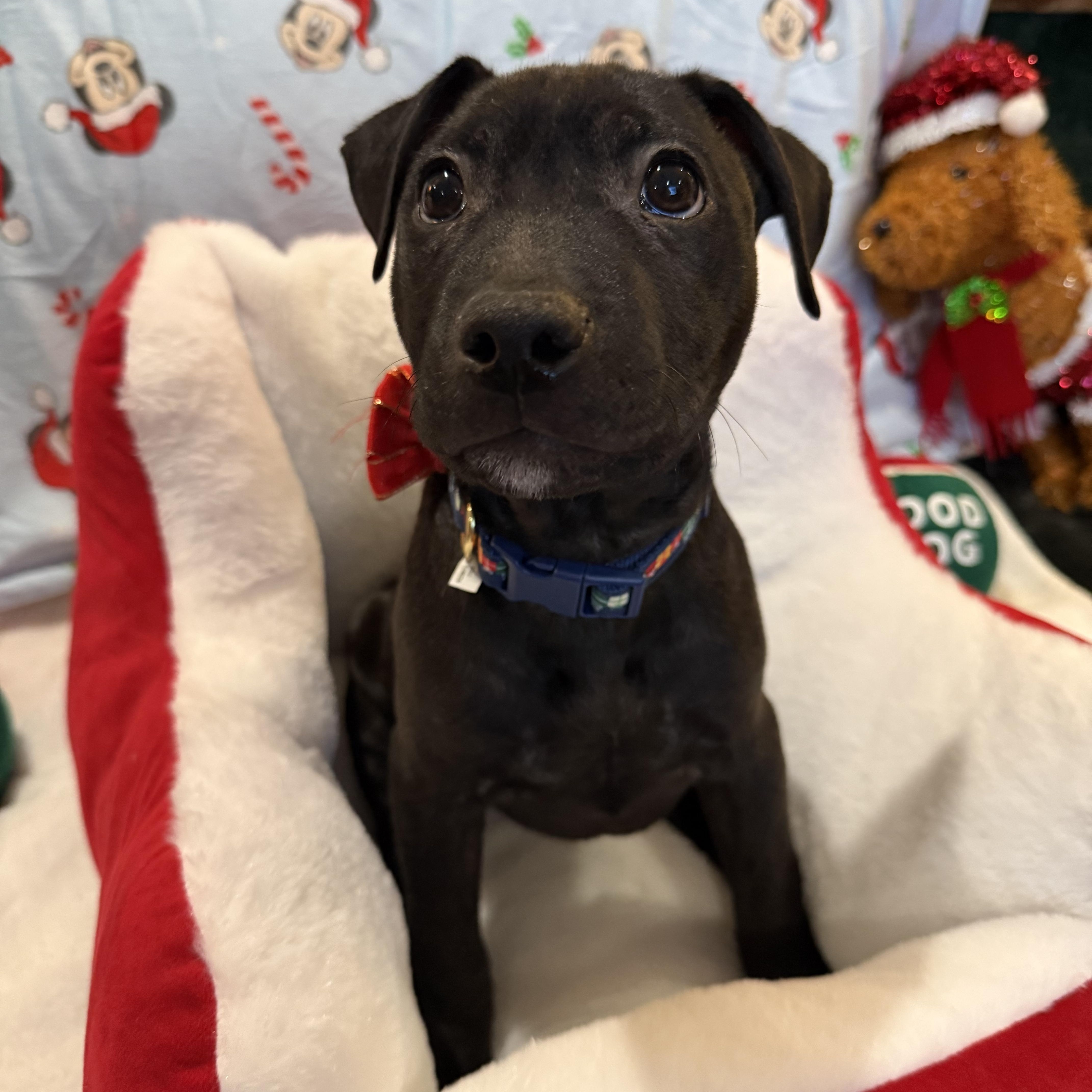 Apollo, a ADOPTABLE mixed breed in Park Forest, IL image 5/6