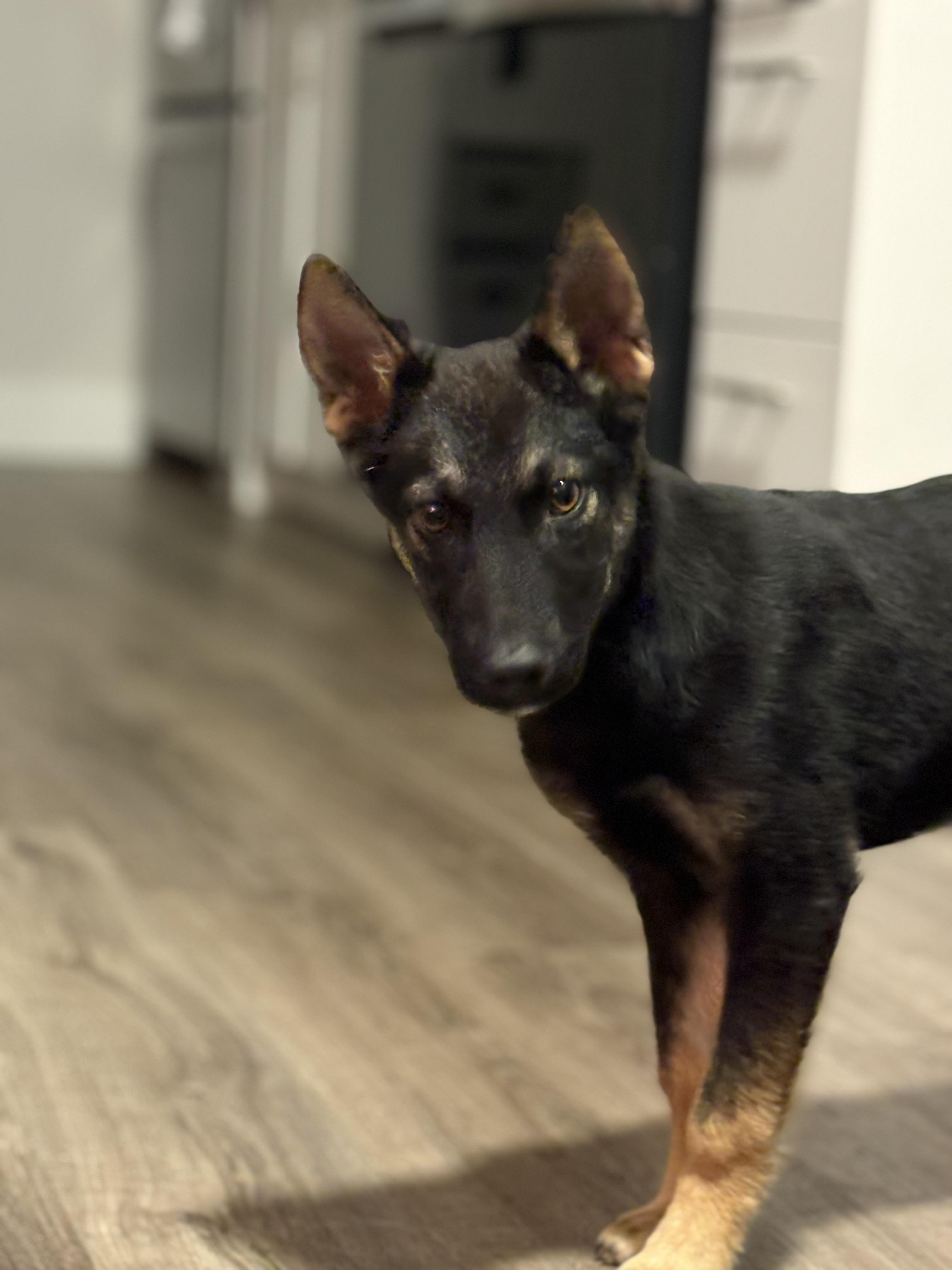 Enlarge Missy, a Adoptable mixed breed in Markham, ON image 1/6