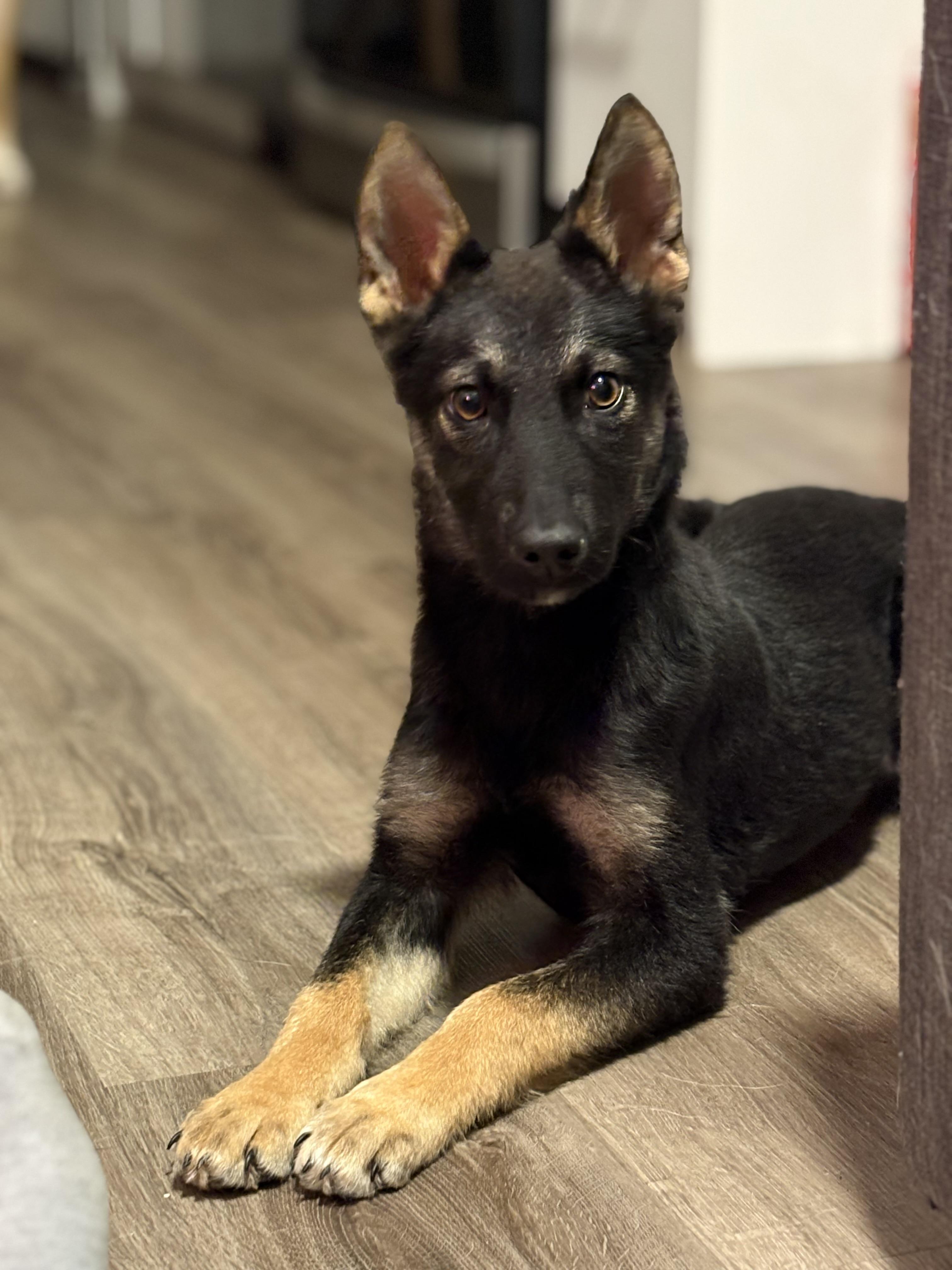 Enlarge Missy, a Adoptable mixed breed in Markham, ON image 2/6