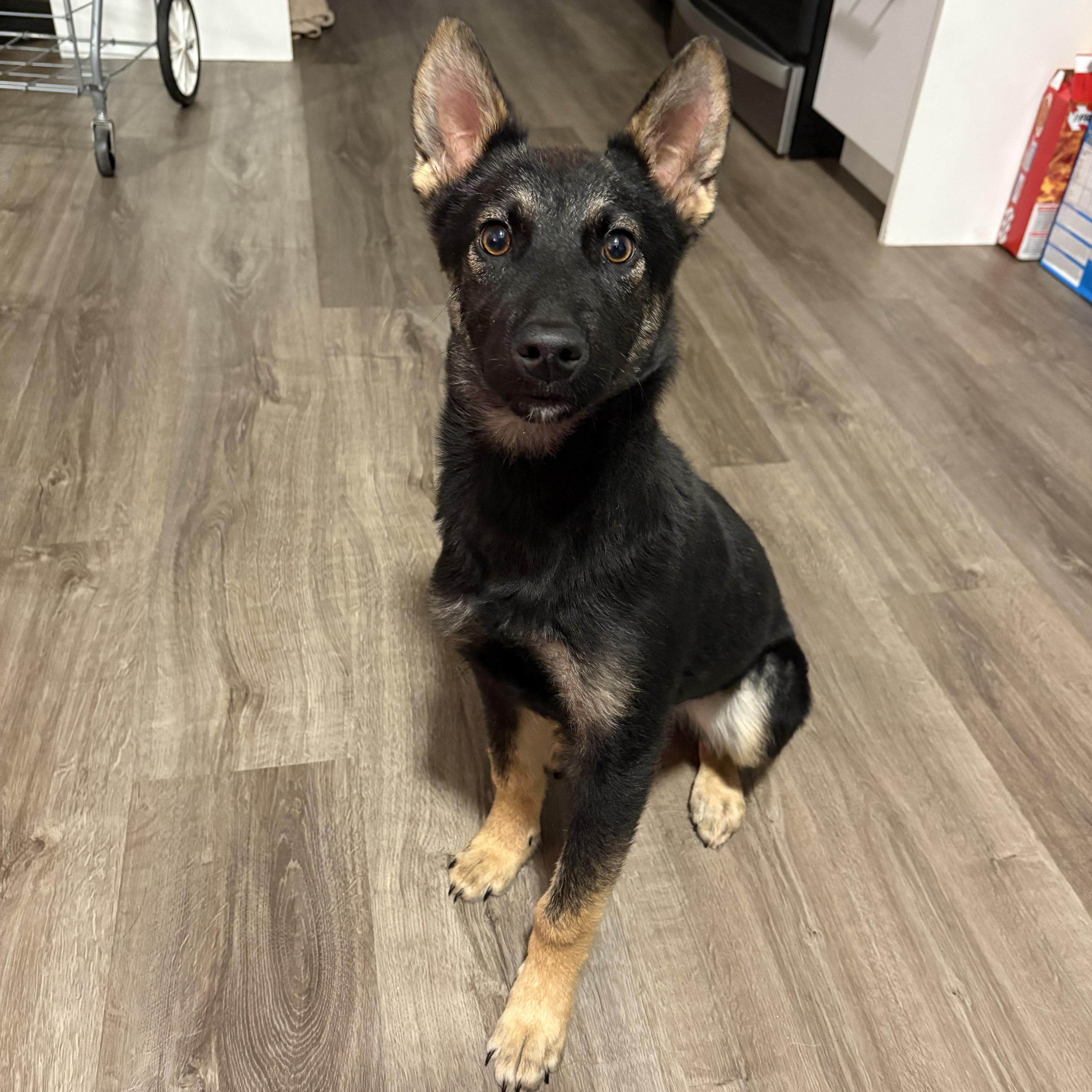 Enlarge Missy, a Adoptable mixed breed in Markham, ON image 3/6