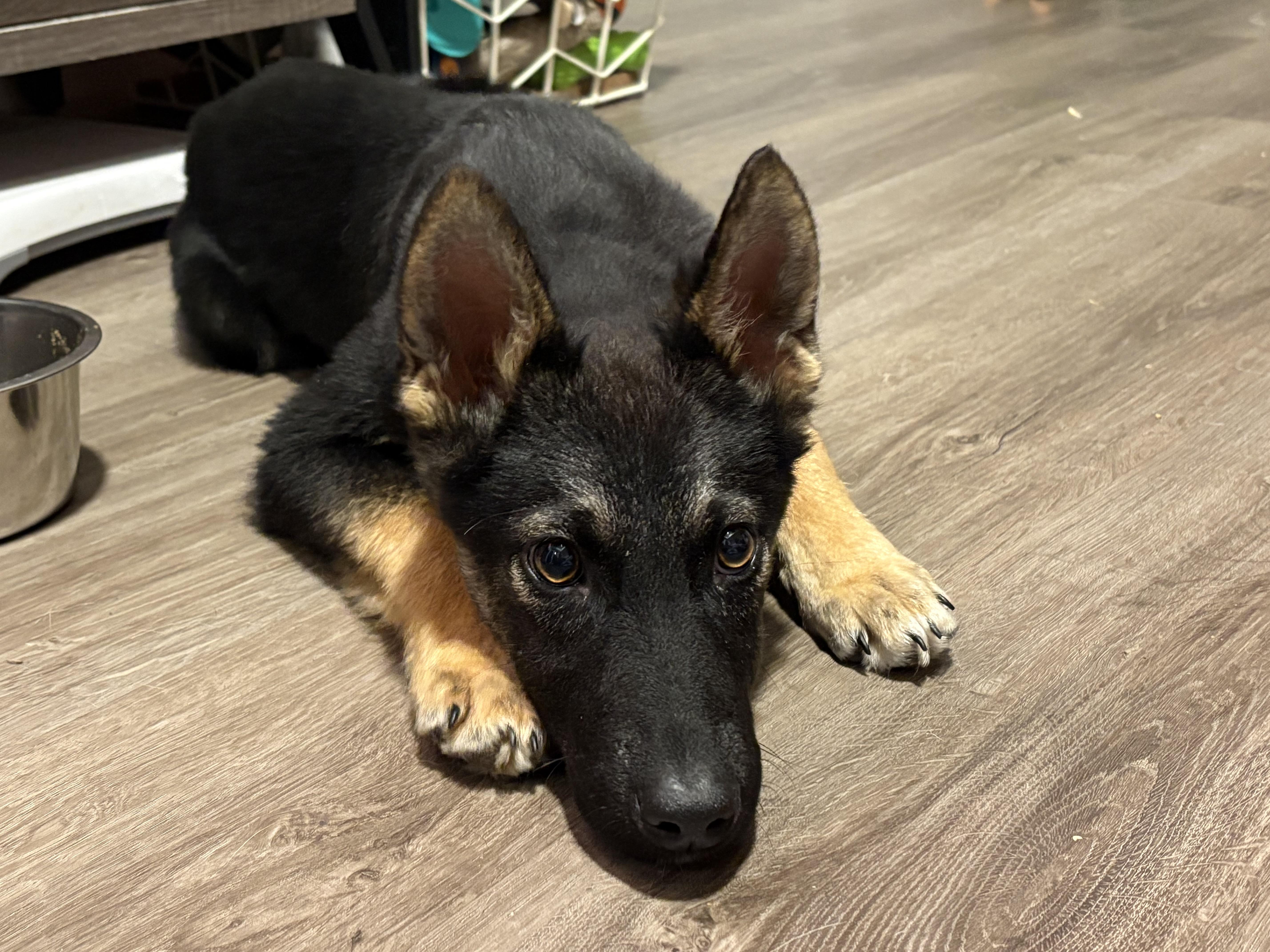 Enlarge Missy, a Adoptable mixed breed in Markham, ON image 4/6