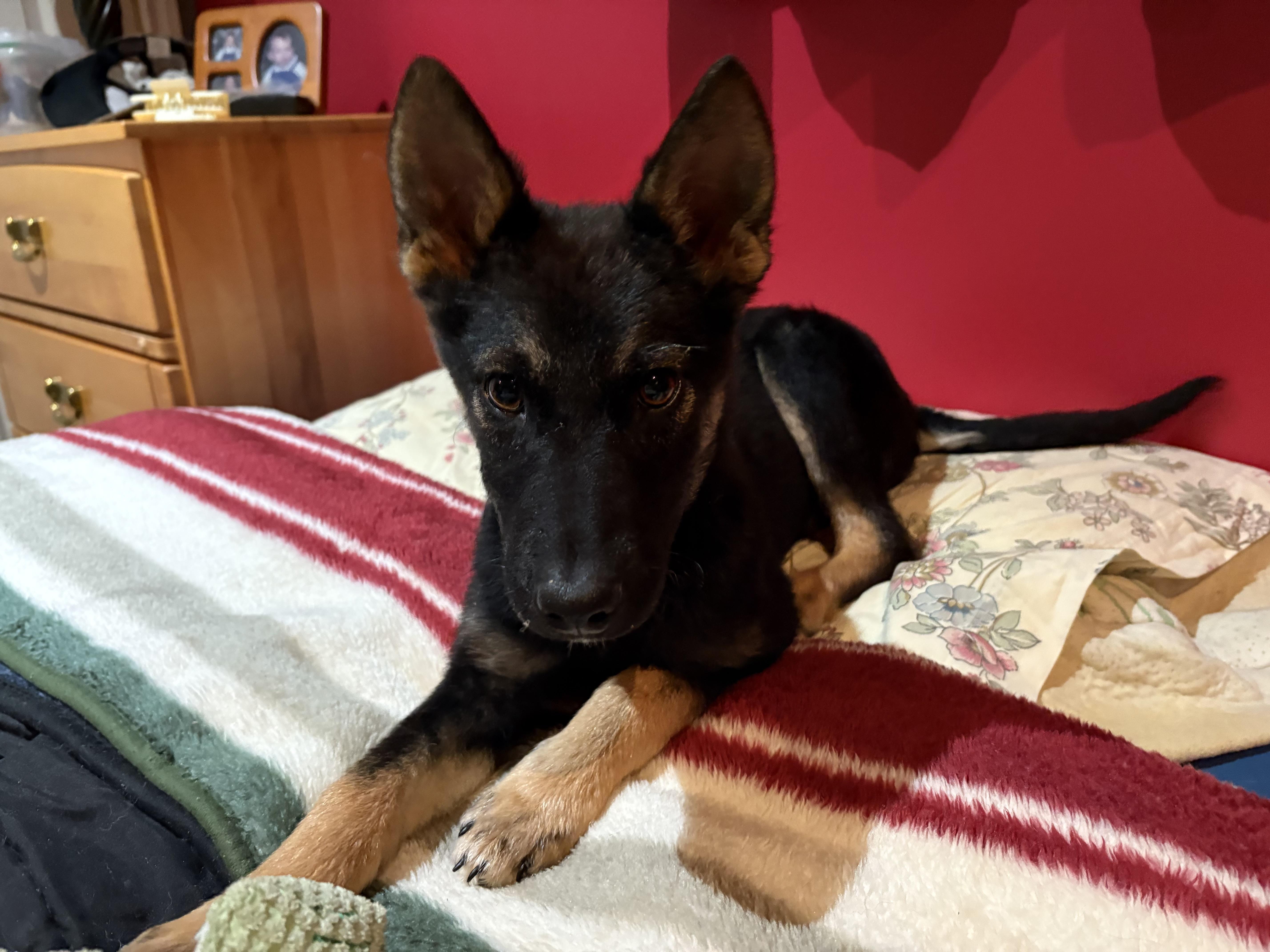 Enlarge Missy, a Adoptable mixed breed in Markham, ON image 5/6