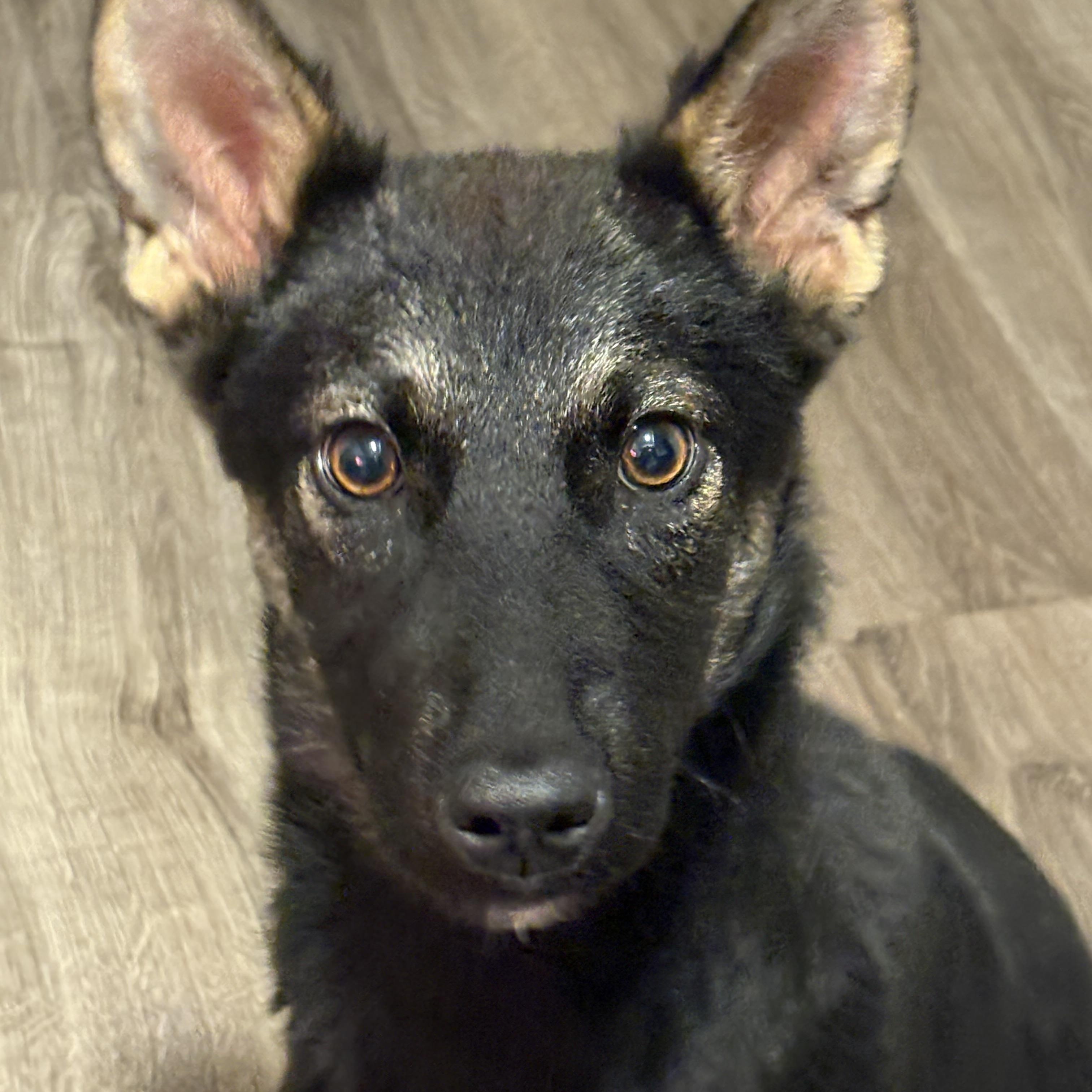 Enlarge Missy, a Adoptable mixed breed in Markham, ON image 6/6