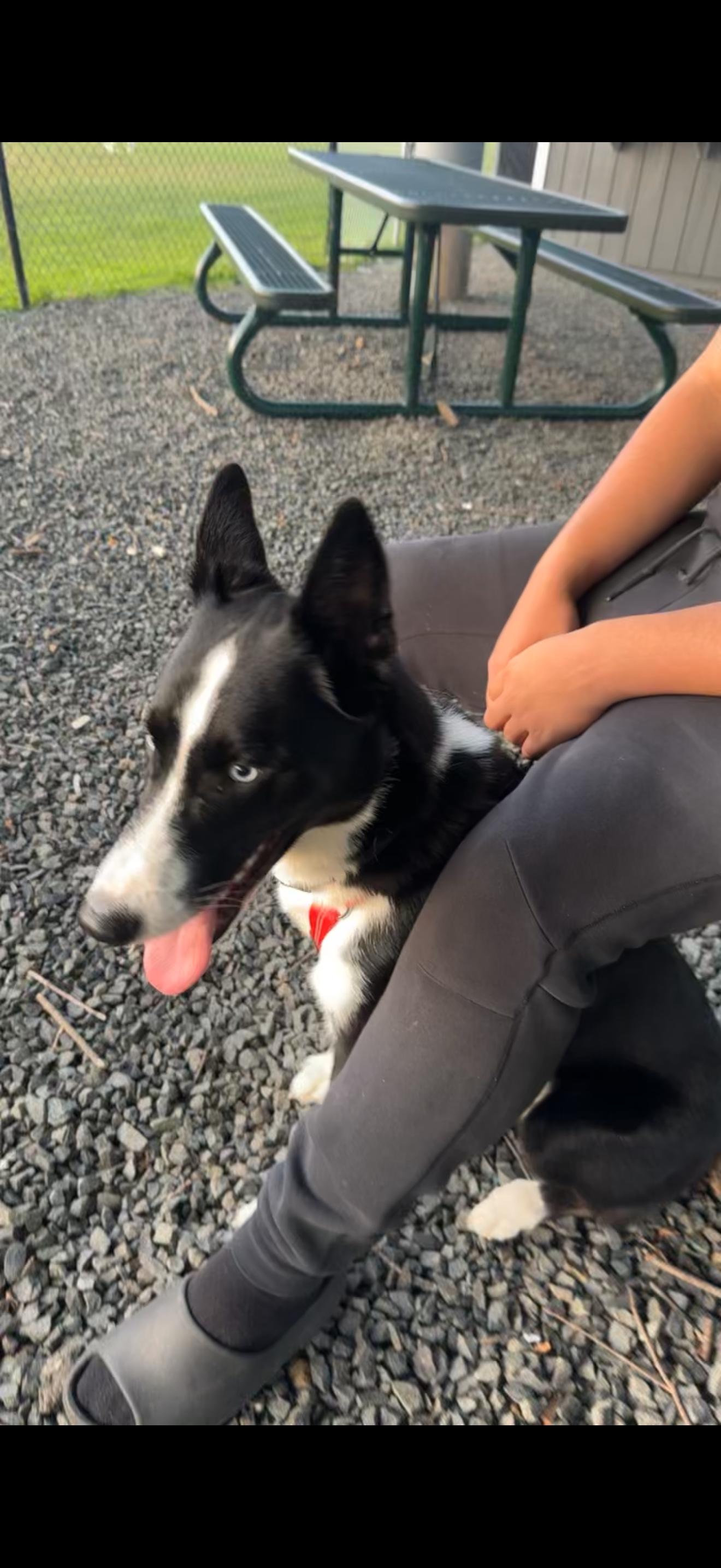 Enlarge Halo, a Adoptable mixed breed in East Haddam, CT image 2/6