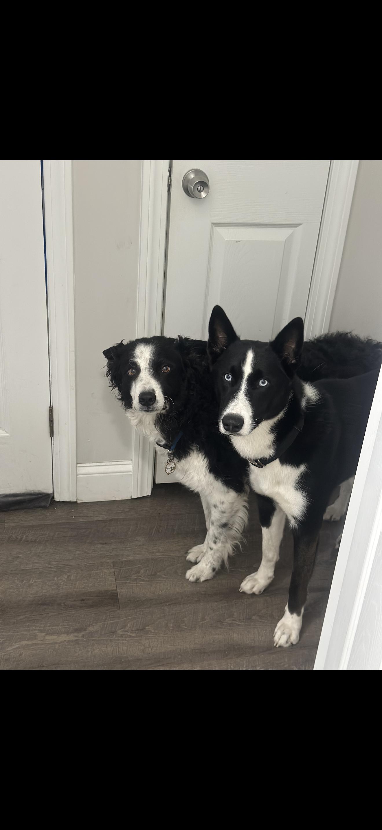 Enlarge Halo, a Adoptable mixed breed in East Haddam, CT image 3/6