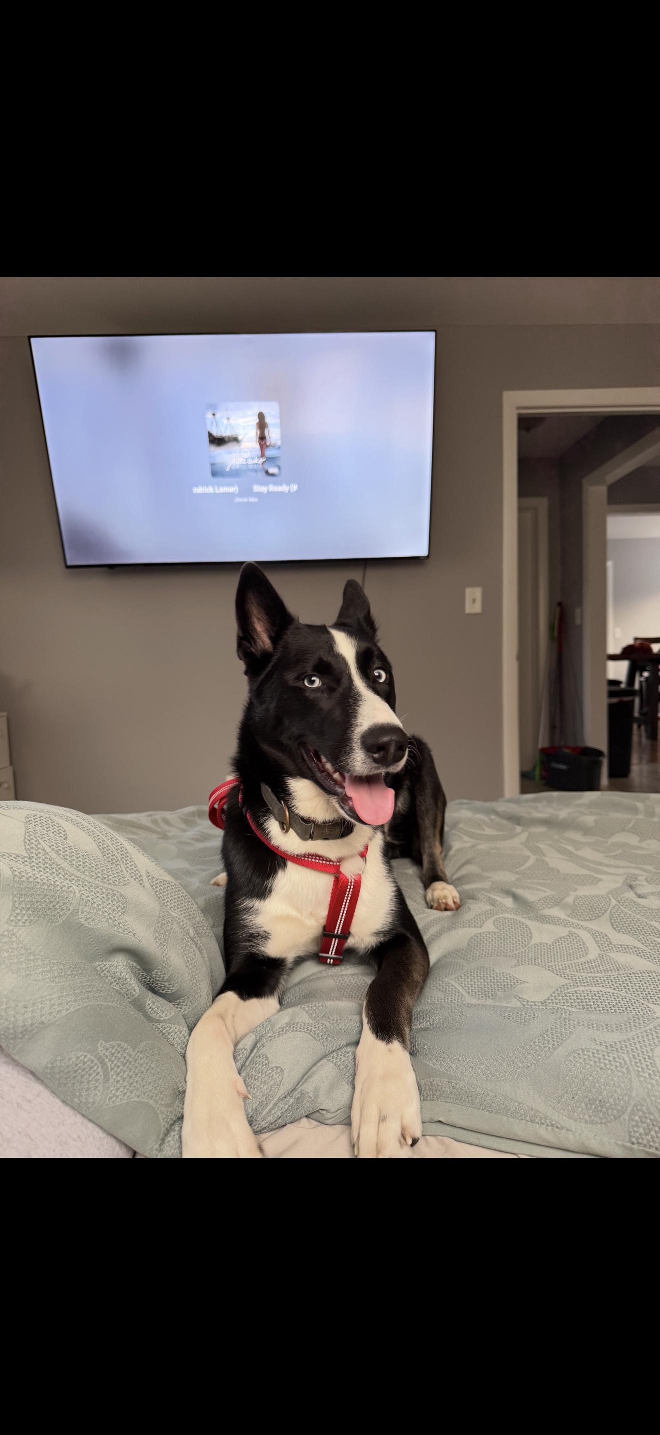 Halo, Adoptable, Young Male Border Collie & Husky.