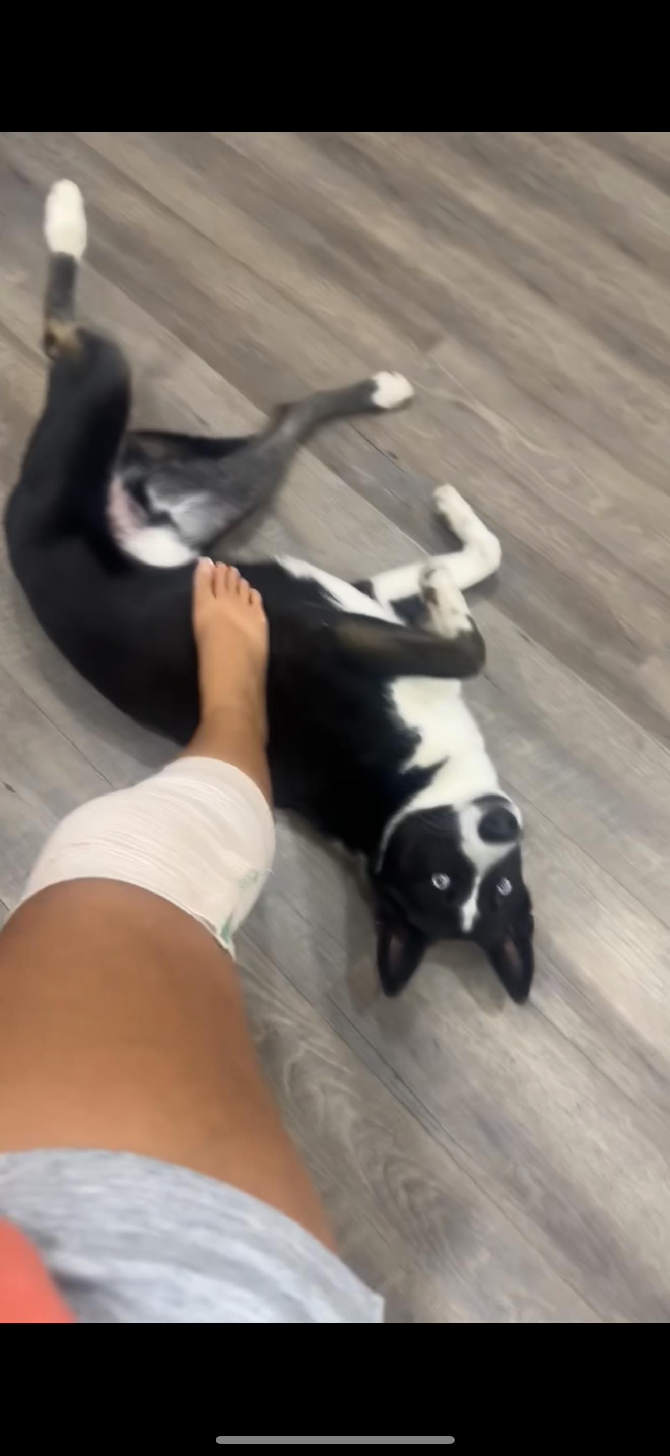 Enlarge Halo, a Adoptable mixed breed in East Haddam, CT image 4/6