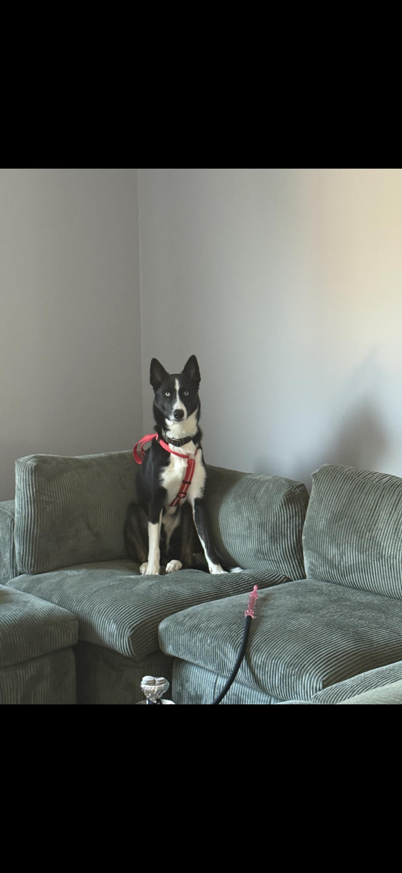 Enlarge Halo, a Adoptable mixed breed in East Haddam, CT image 5/6