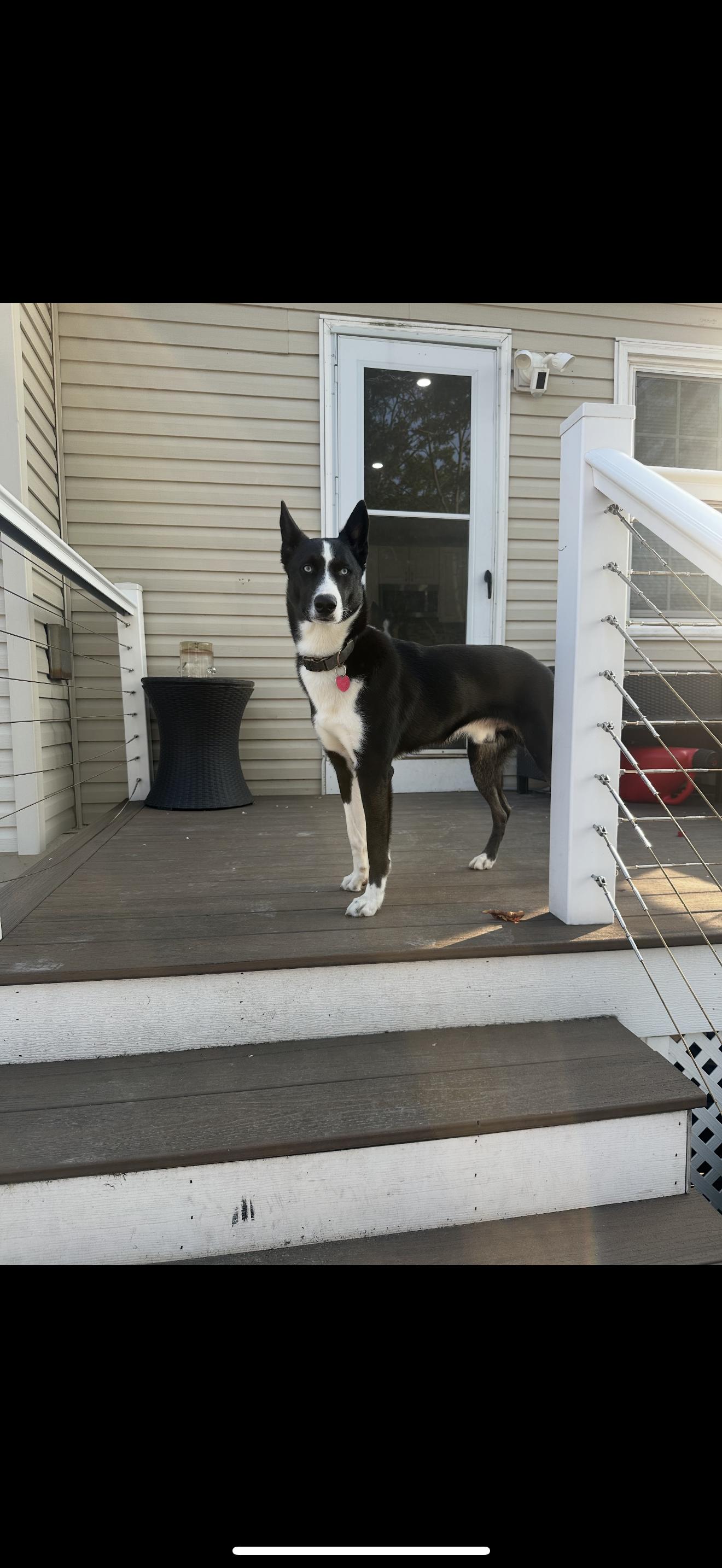 Enlarge Halo, a Adoptable mixed breed in East Haddam, CT image 6/6