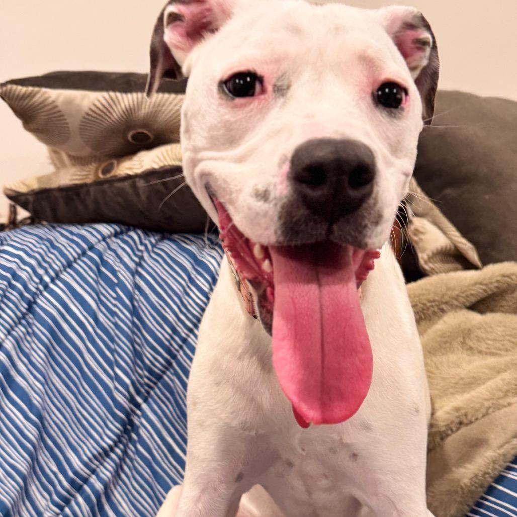 Friendly, Adoptable, Adult Female Mixed Breed.