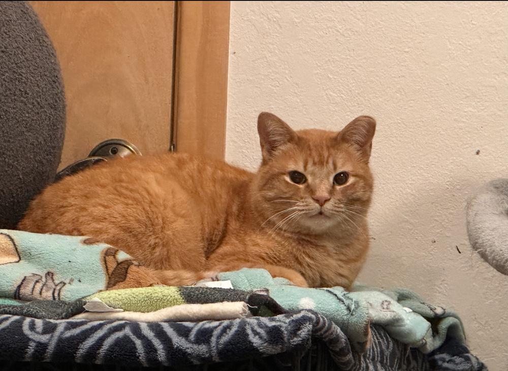 Sherlock, Adoptable, Adult Male Domestic Short Hair.